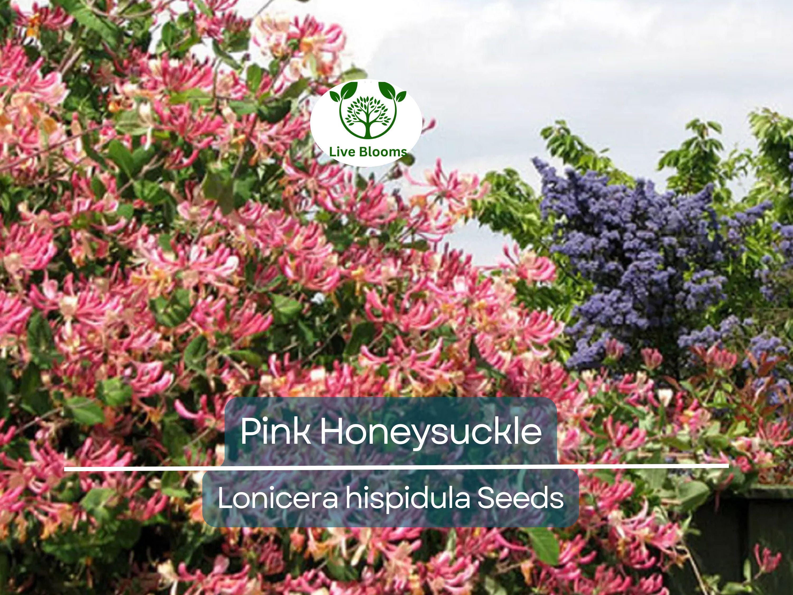 20 Pink Honeysuckle Seeds (L. hispidula) | Flowering Vine, Climbing Flower Shrub - Sweet-Scented, Fast-Growing, Pollinator-Friendly