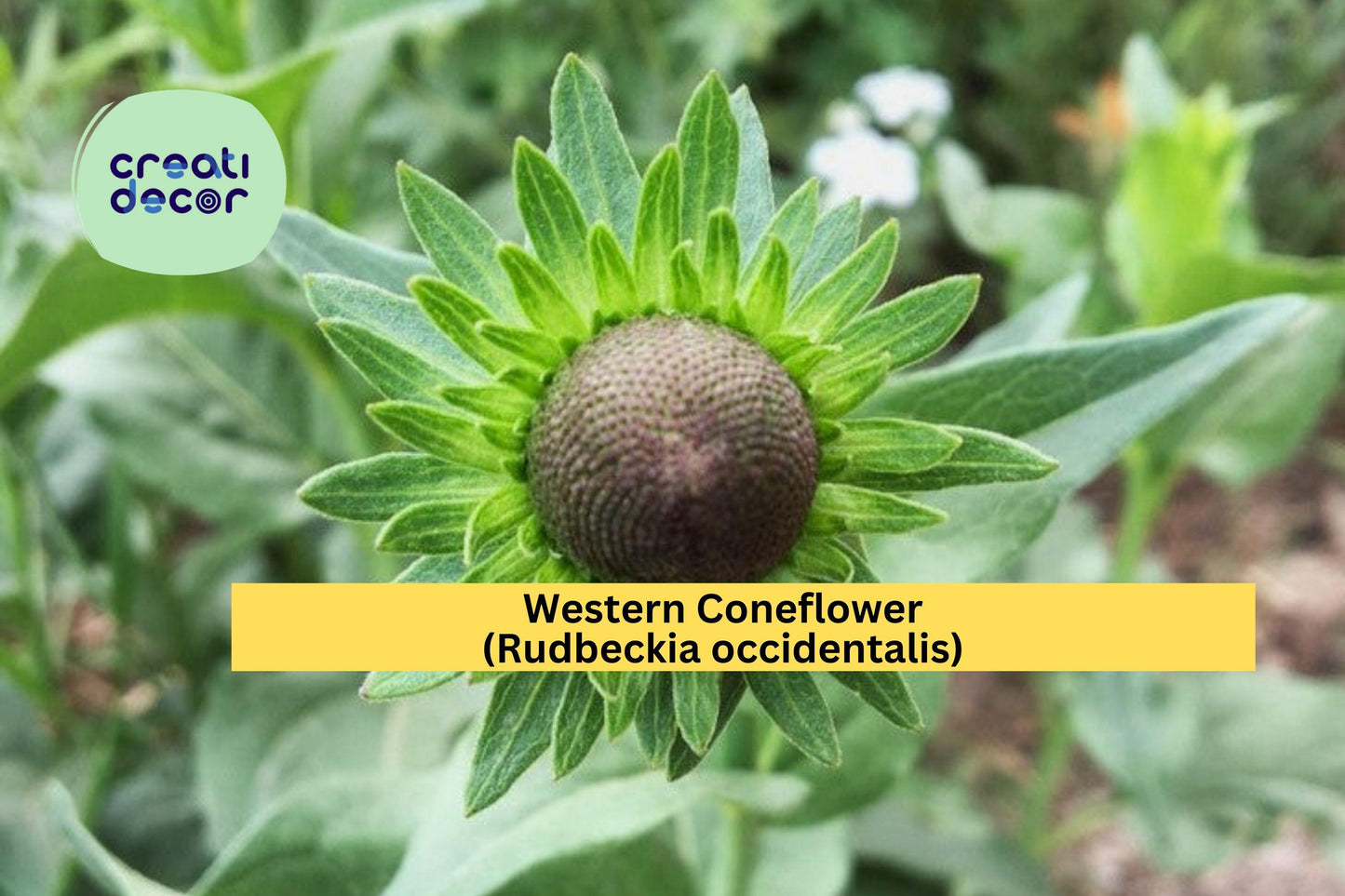 Western Coneflower Seeds (Rudbeckia occidentalis) – 75 Native Perennial Seeds | Unique Pollinator Plant | Moist Soil | No Petals