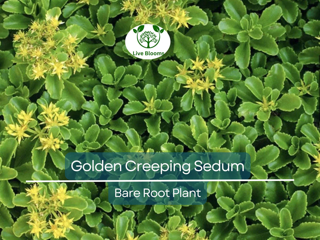 15 Ground Cover Golden Creeping Sedum, Yellow Perennial, Sedum acre, Drought Tolerant, Low Maintenance, Bare Root Plants for Garden