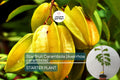 Starfruit Carambola Tree (Averrhoa carambola) 12" – 24" – Tropical Evergreen with Unique Star-Shaped Fruits