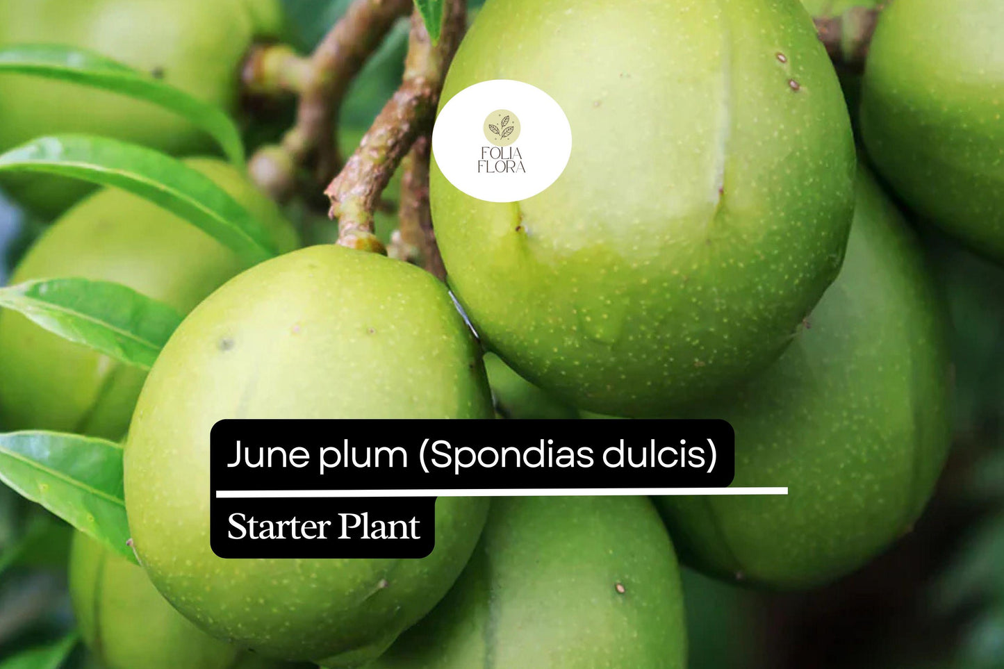 1 Starter Plant June Plum (Spondias dulcis) Tropical Fruit Tree 3’-4′ Tall