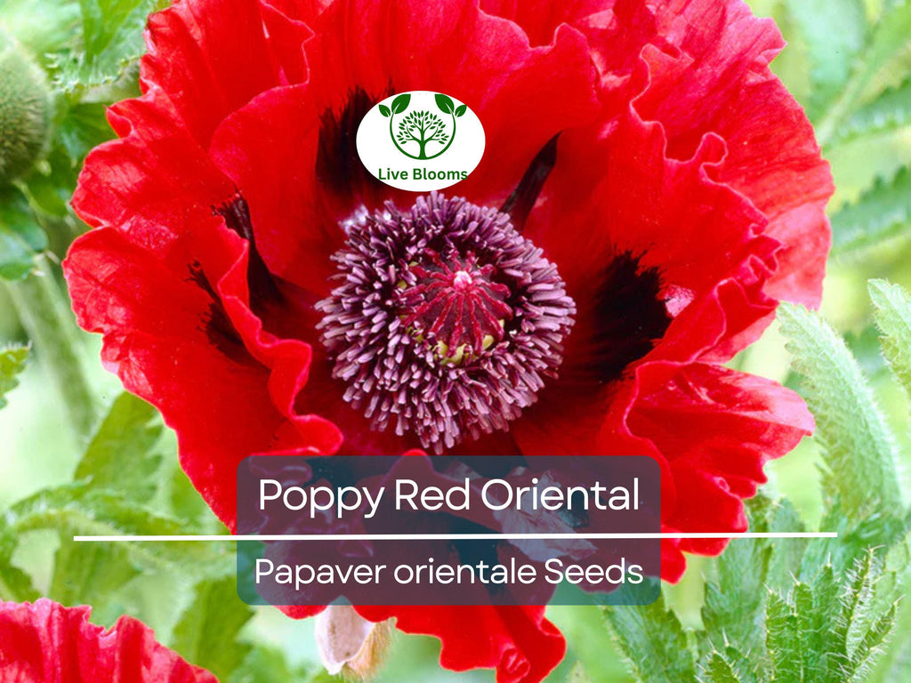 1000 Seeds Poppy Red Oriental Perennial - Scarlet Large Flowers, Non-GMO, Stunning Blooms, Ideal for Gardens Landscapes (Papaver orientale)