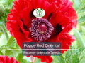 1000 Seeds Poppy Red Oriental Perennial - Scarlet Large Flowers, Non-GMO, Stunning Blooms, Ideal for Gardens Landscapes (Papaver orientale)