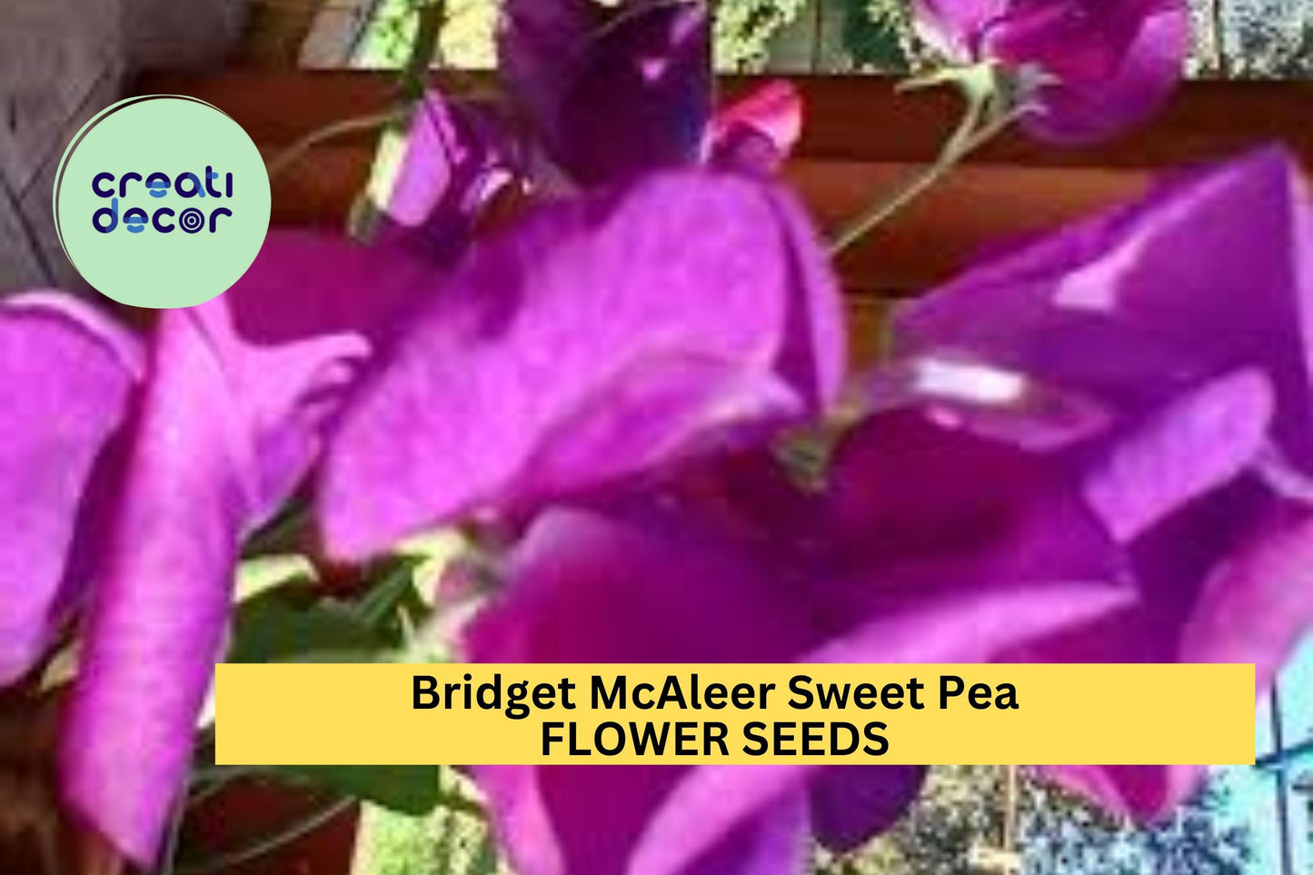 50+ Bridget McAleer Sweet Pea Seeds – Fragrant Pink & White Blooms for Garden Planting, Climbing Vines for Trellises – USA