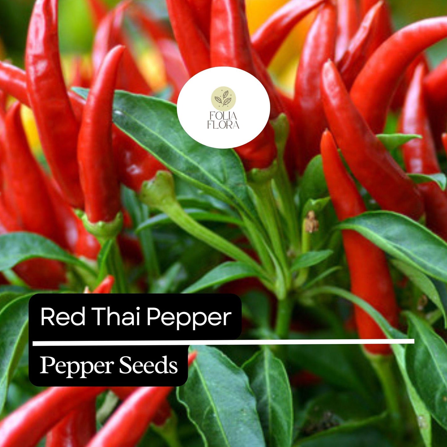 20 Red Thai Pepper Seeds – Hot & Spicy, Heirloom, Non-GMO, High-Yield Chili Peppers