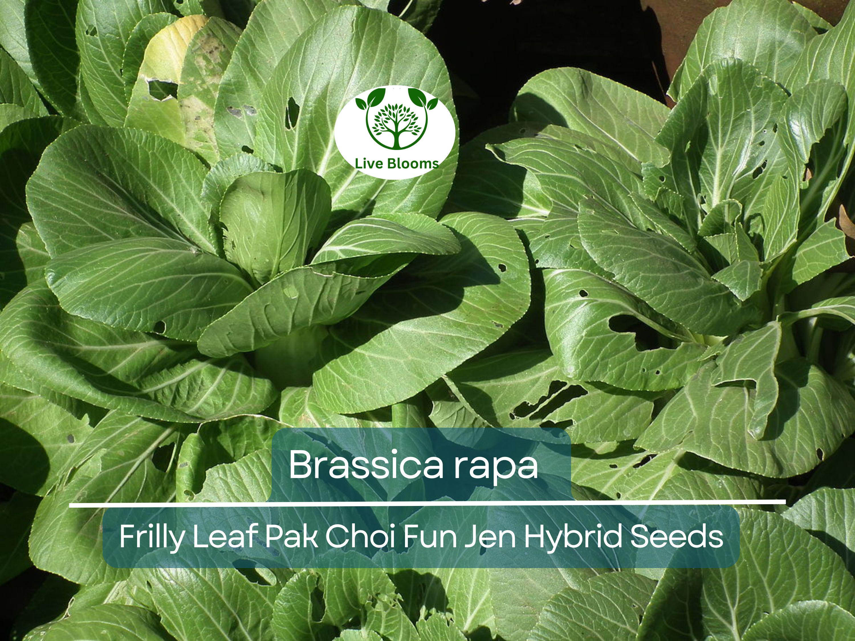 180 Seeds Frilly Leaf Pak Choi Fun Jen Hybrid for Planting (Brassica rapa) - Fast-Growing, Crisp, Nutritious Asian Greens for Home Gardens