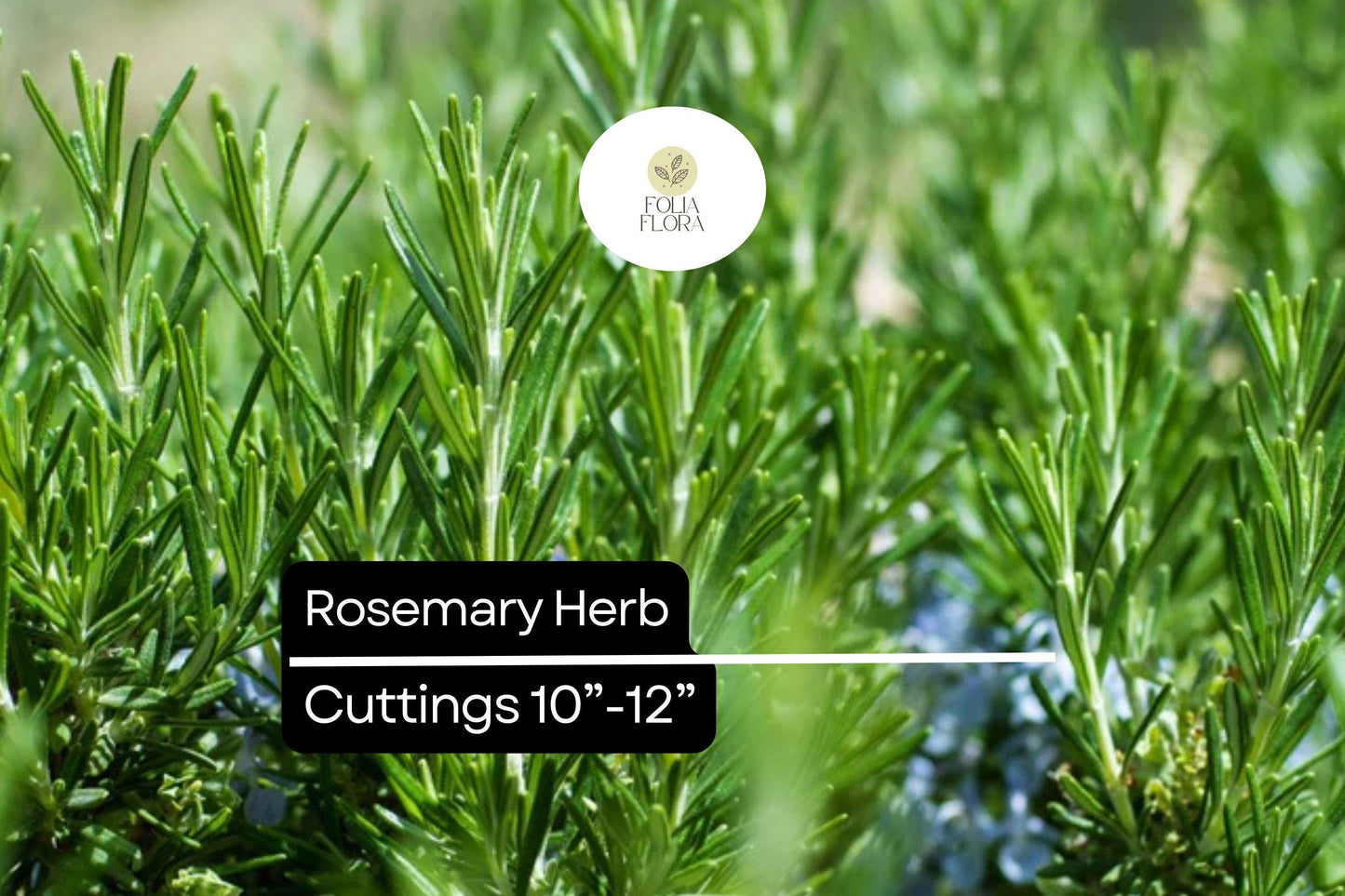 Organic Rosemary Herb Plants (Rosmarinus officinalis) | Live Dipped Cuttings 10”-12”