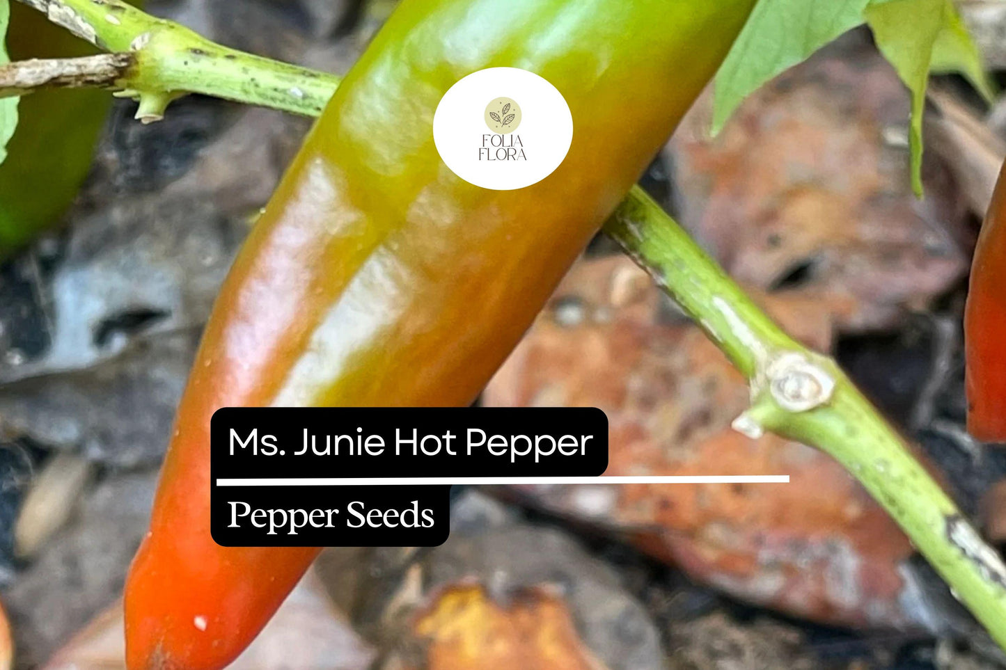25 Hatch Ms. Junie Pepper Seeds – Capsicum annuum – Mild & Flavorful, High-Yielding, Perfect for Roasting