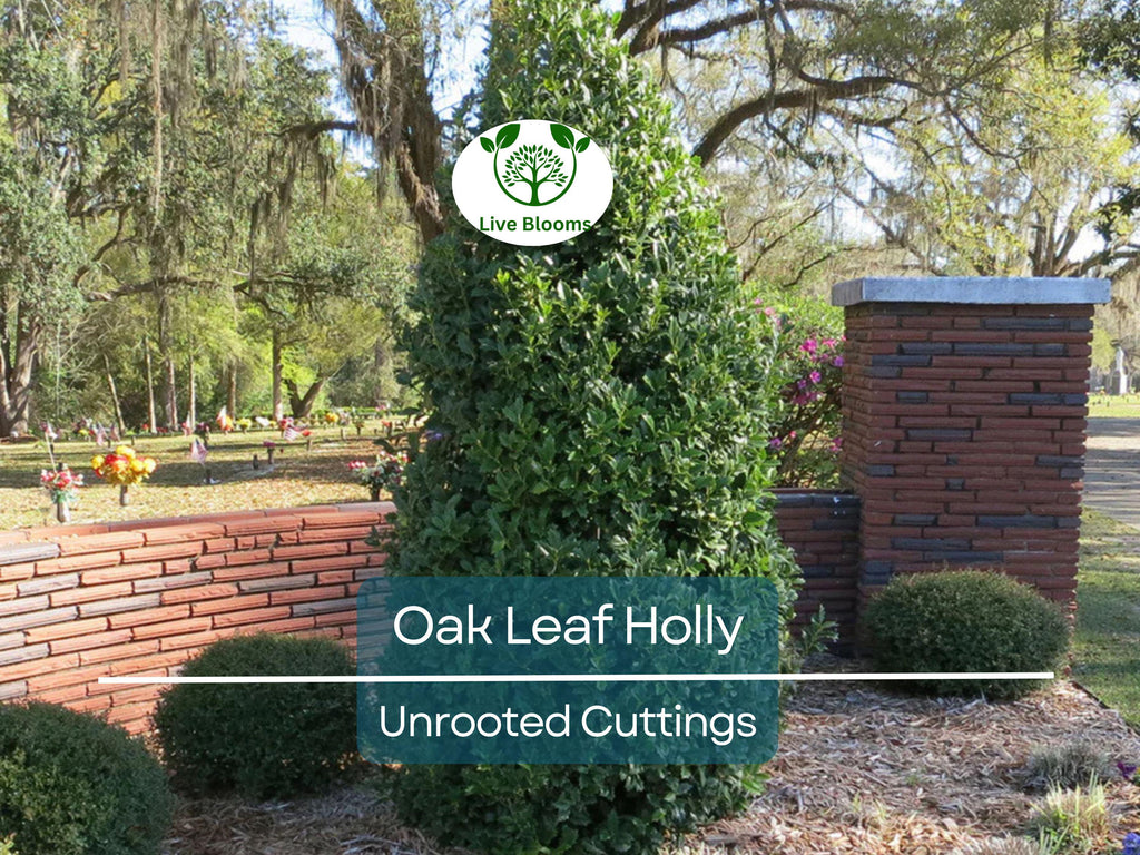 1 Oak Leaf Holly Unrooted Cutting | Ilex Latifolia | Evergreen Shrub for Gardening | Hardy Holly Cutting for Planting