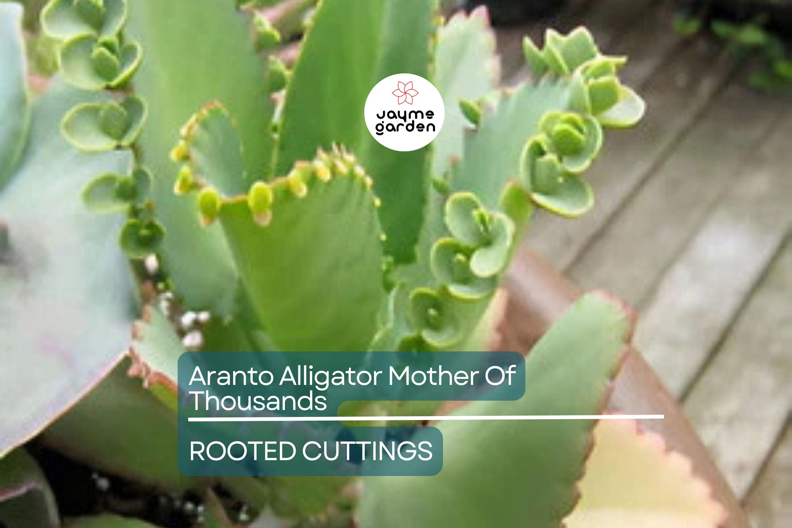100 Aranto Alligator Plants - Mother of Thousands Succulent - 1-3” Rooted Plants, Easy to Grow, Perfect for Succulent Gardens