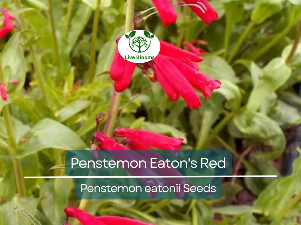 200 Seeds Penstemon Eaton's Red, Hummingbird Perennial Beardtongue, Non-GMO, Vibrant Red Flowers, Attracts Pollinators, Hardy Garden Plant