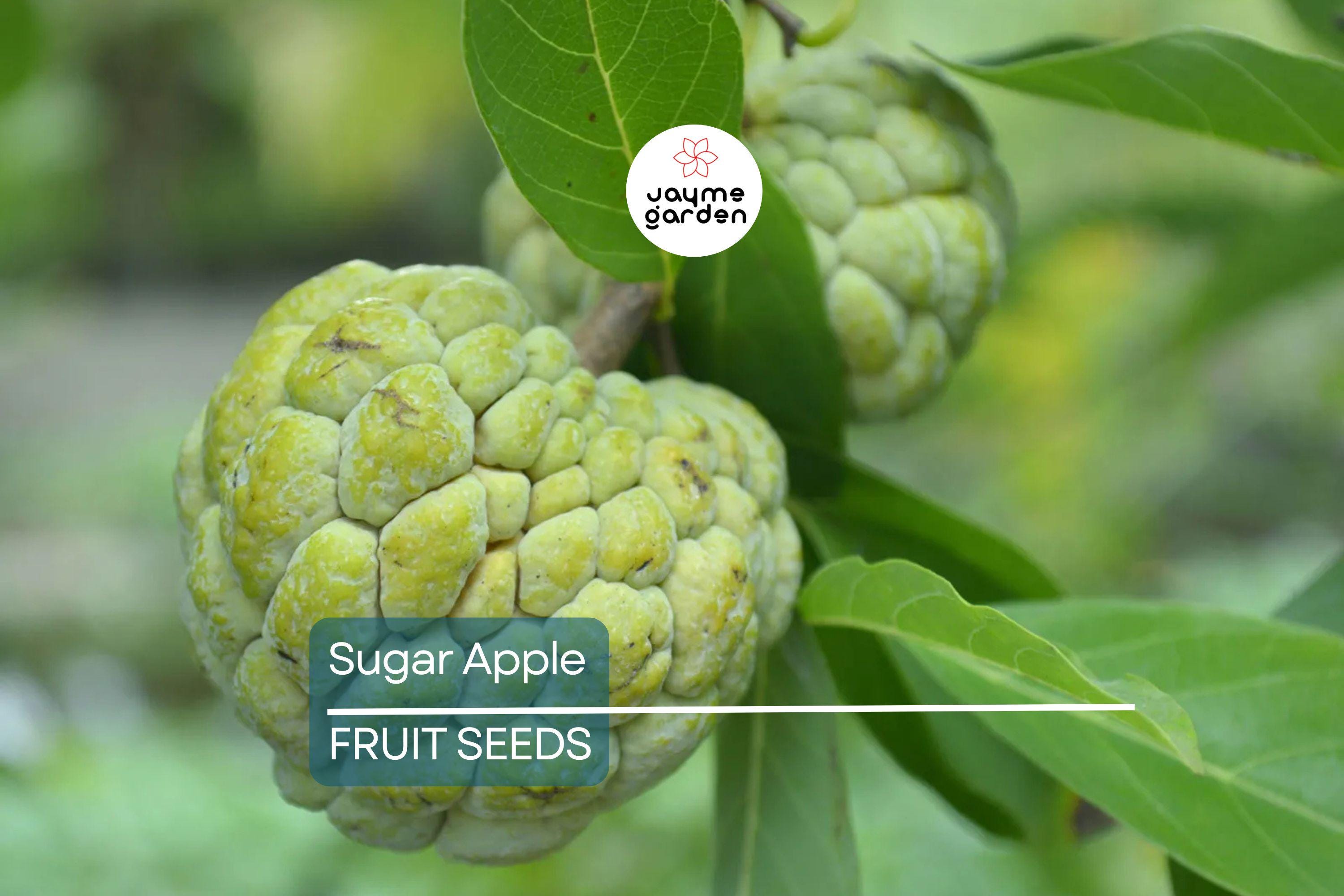 5 Organic Sugar Apple Seeds (Annona squamosa) – Tropical Sweetsop Fruit Tree, Zones 9-11