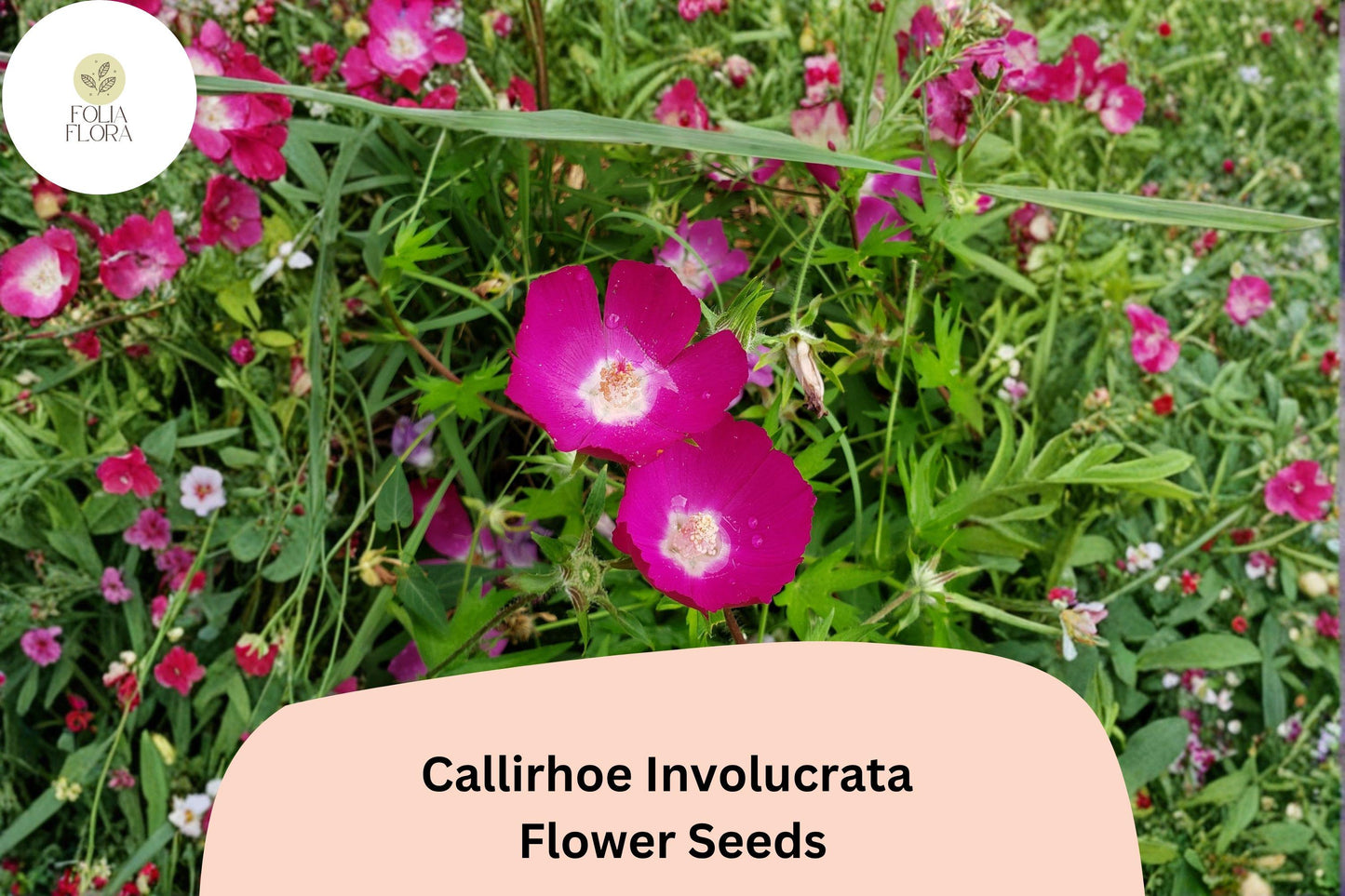 15 Callirhoe involucrata Seeds | Purple Poppy Mallow | Low-Growing Native Groundcover Wildflower