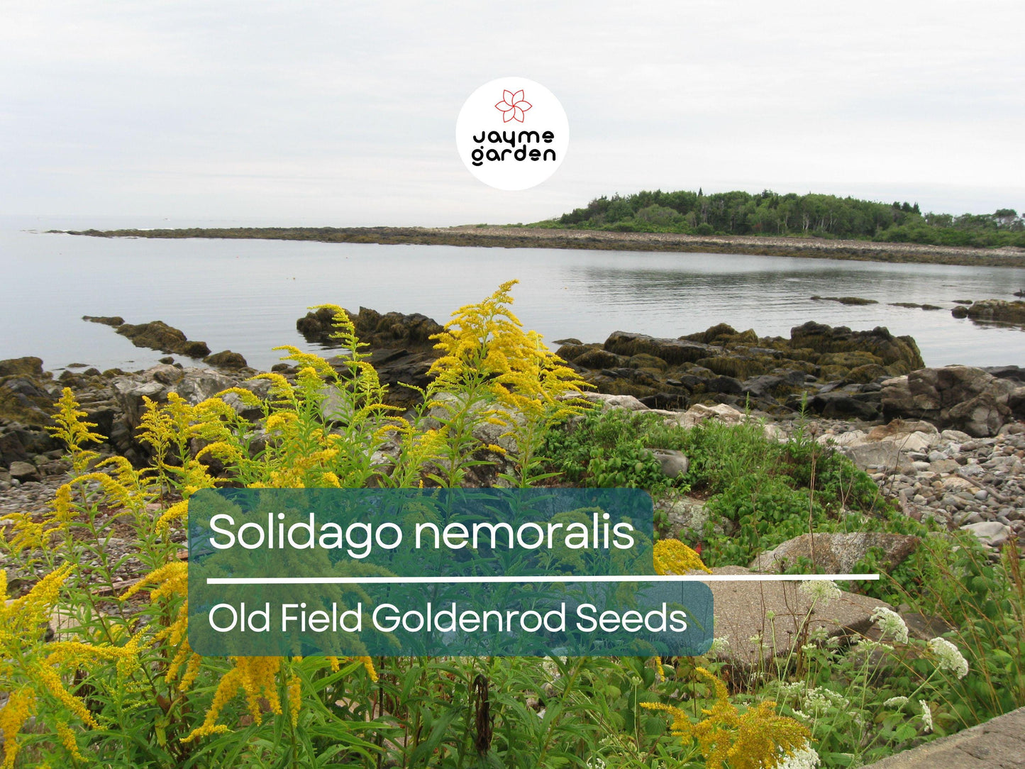 1000 Seeds Solidago Nemoralis | Gray Goldenrod for Planting | Yellow Wildflower | Native Perennial | Pollinator Friendly | Drought Tolerant