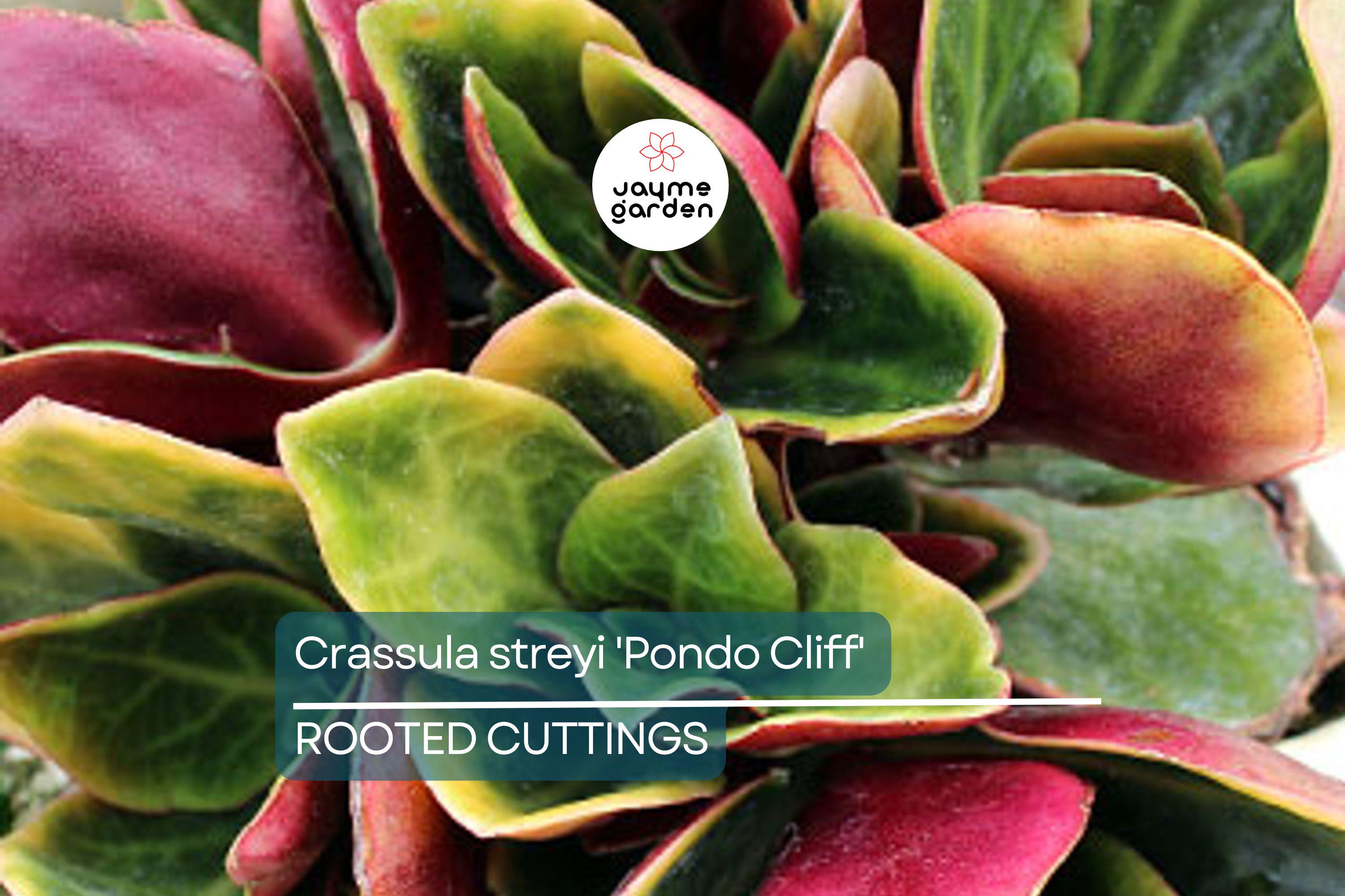 Crassula streyi 'Pondo Cliff' Cutting with 4" Pot & Soil - Succulent Plant, Unique Foliage