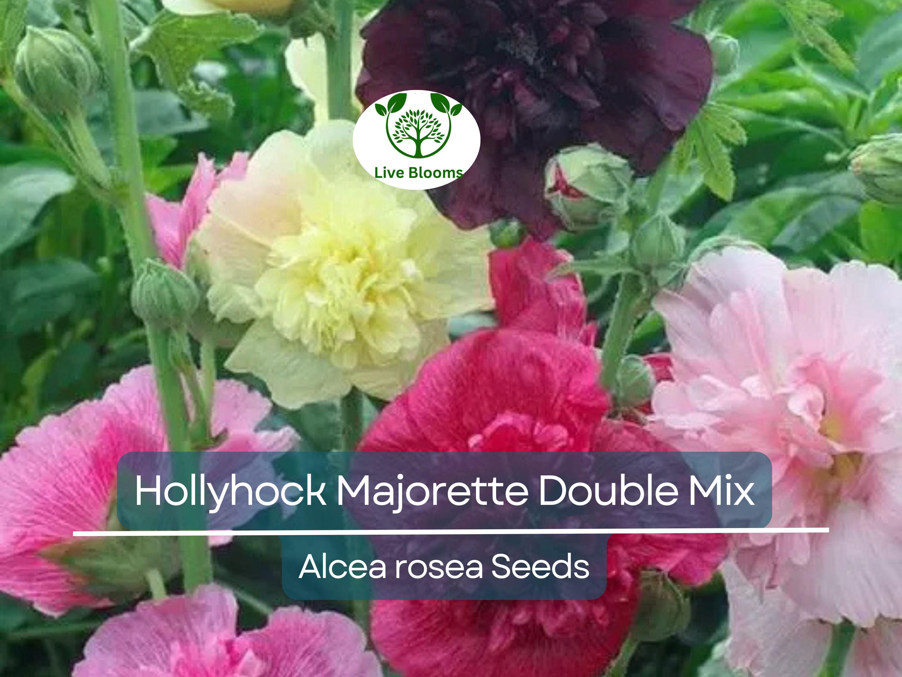 50 Seeds Hollyhock Majorette Double Mix - Dwarf Biennial, Non-GMO, Pollinator-Friendly, Vibrant Double Blooms, for Gardens (Alcea rosea)