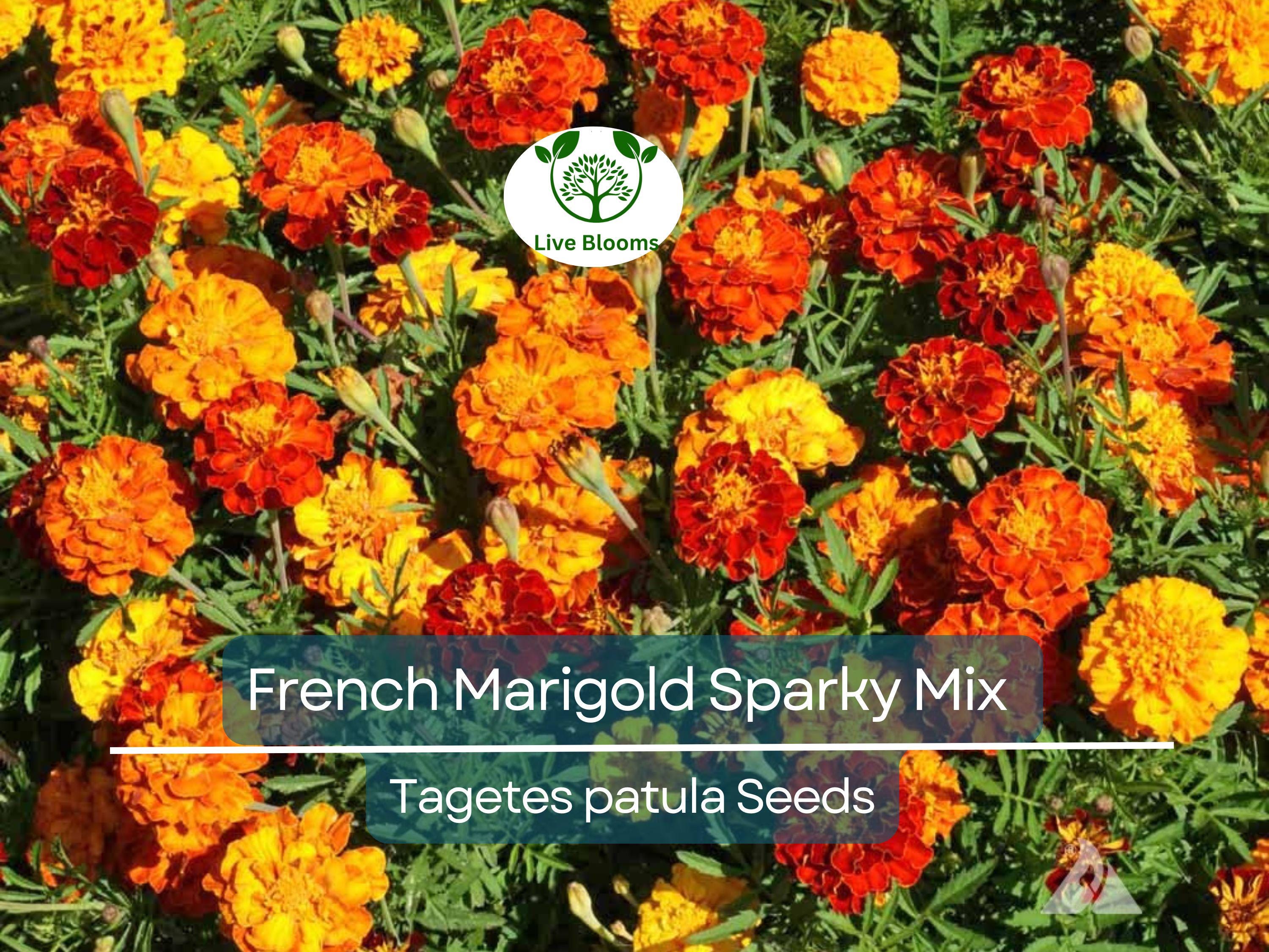 300 French Marigold Seeds – Sparky Mix Tagetes patula, Red Orange Yellow Dwarf Blooms, Non-GMO, Beneficial Garden Flowers