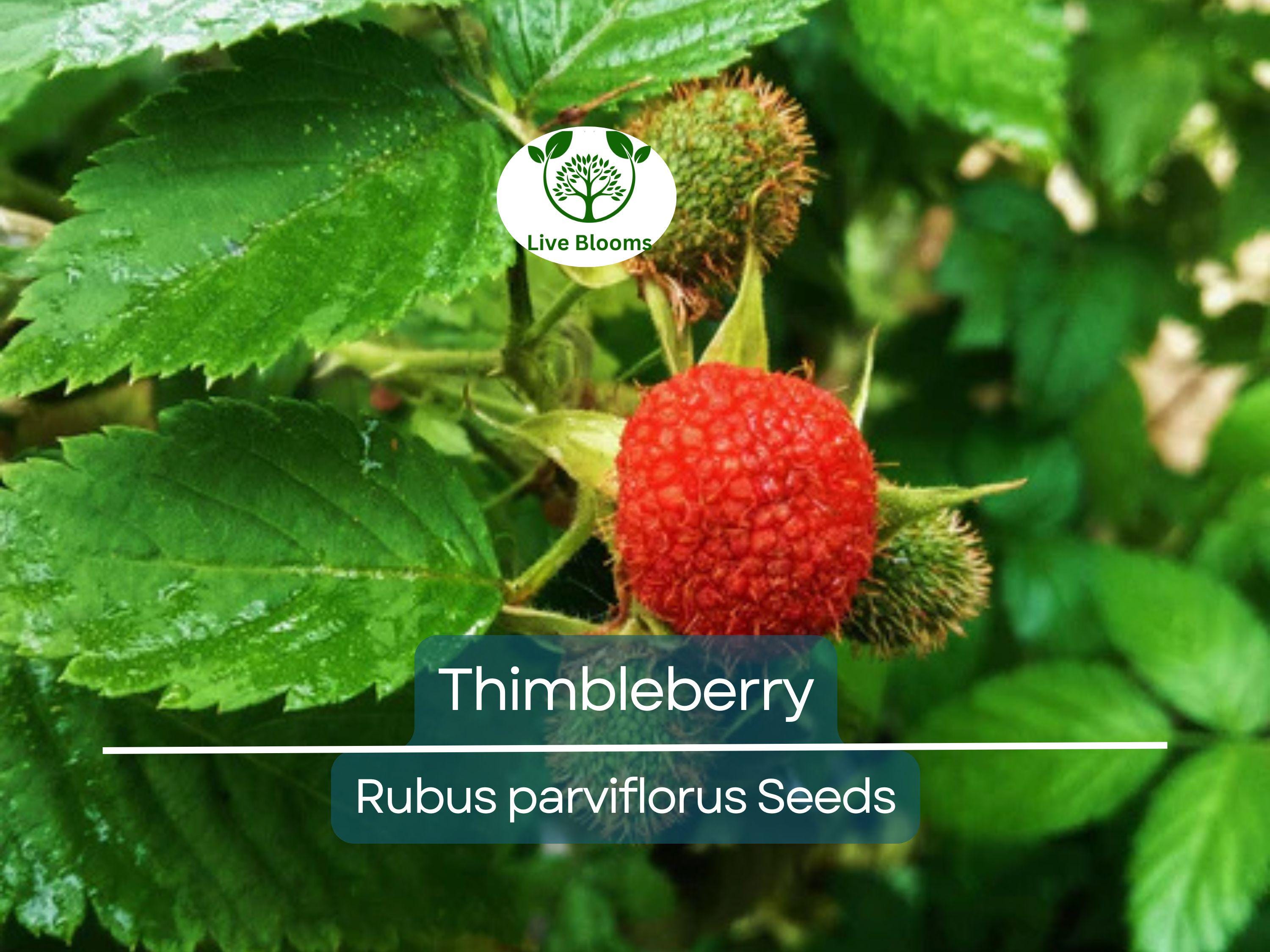 50 Thimbleberry Seeds (Rubus parviflorus) – Flowering Raspberry, Sweet Berry Fruit, Hardy Bush, Easy to Grow, Edible Fruit for Garden