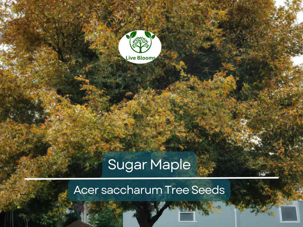 10 Sugar Maple Tree Seeds (Acer saccharum), Fall Color, Edible Maple Syrup Source, Hardy, Shade Tree, Perfect for Landscaping & Gardening