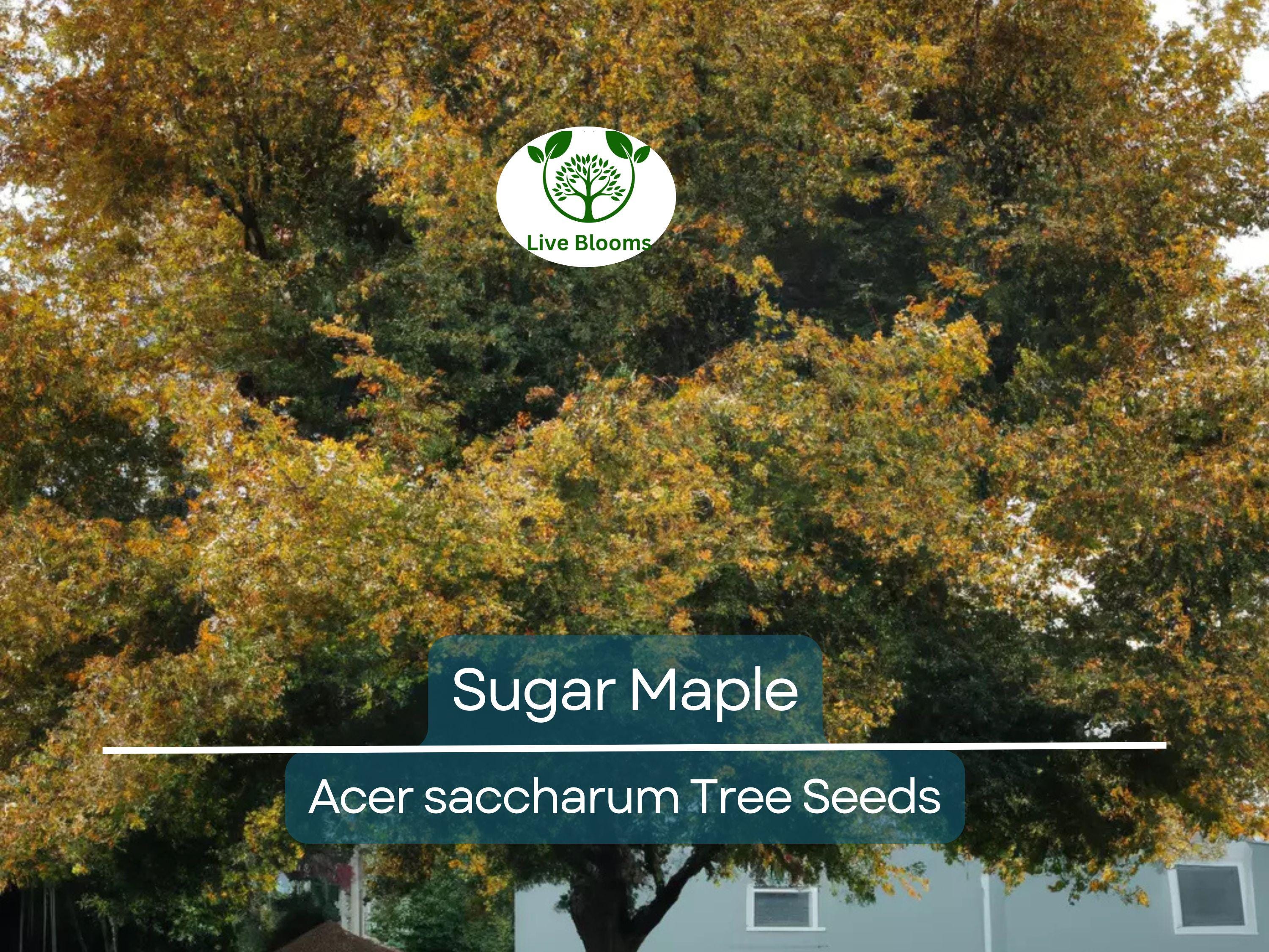 10 Sugar Maple Tree Seeds (Acer saccharum), Fall Color, Edible Maple Syrup Source, Hardy, Shade Tree, Perfect for Landscaping & Gardening