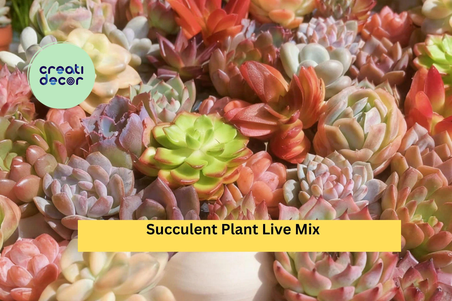 Succulent Mix – 6 Live Assorted Bare Root Plants (No Soil/Pot) – Easy Care Indoor Decor or Garden Arrangement Set