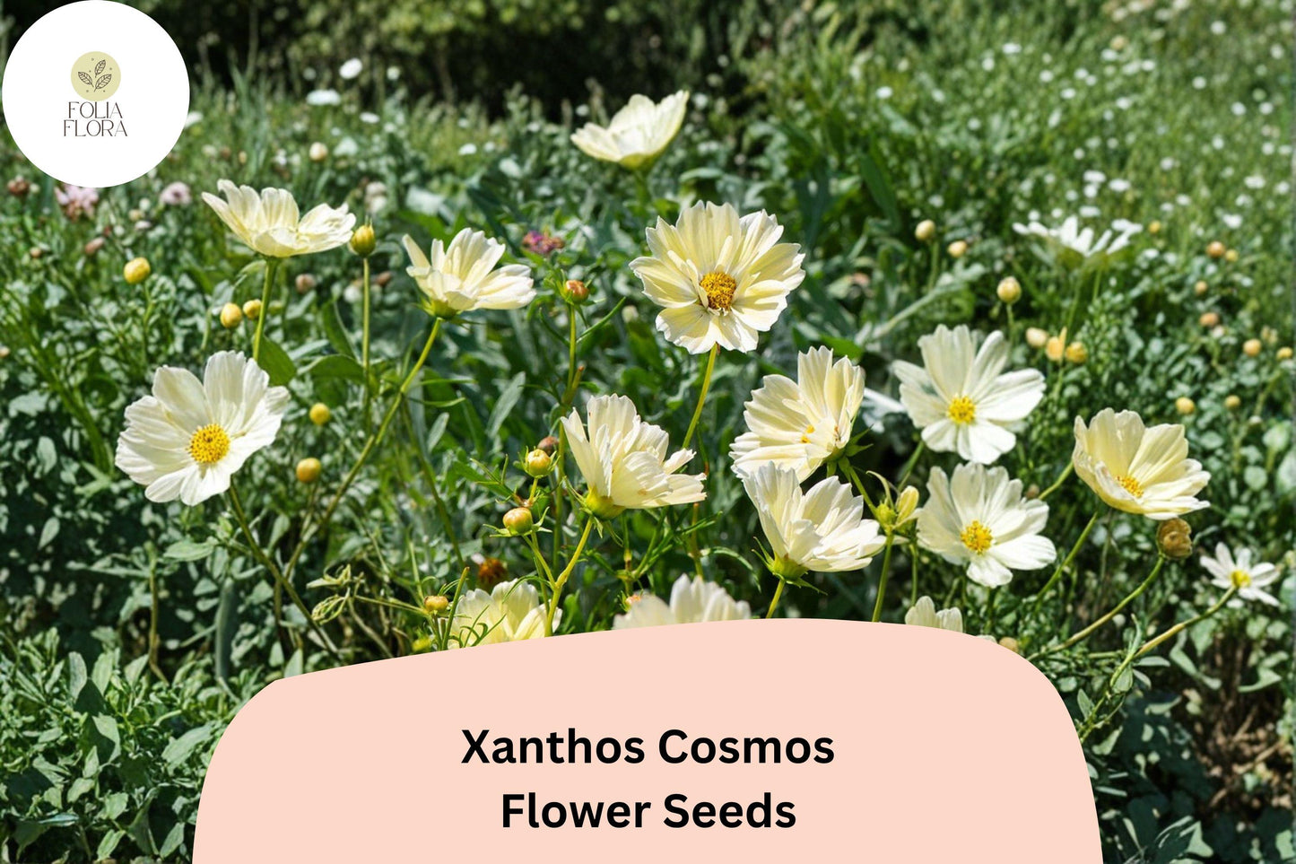200+ Xanthos Cosmos Seeds | Cosmos bipinnatus Pale Yellow Blooms | Easy Annual Garden Flower for Borders & Pollinators
