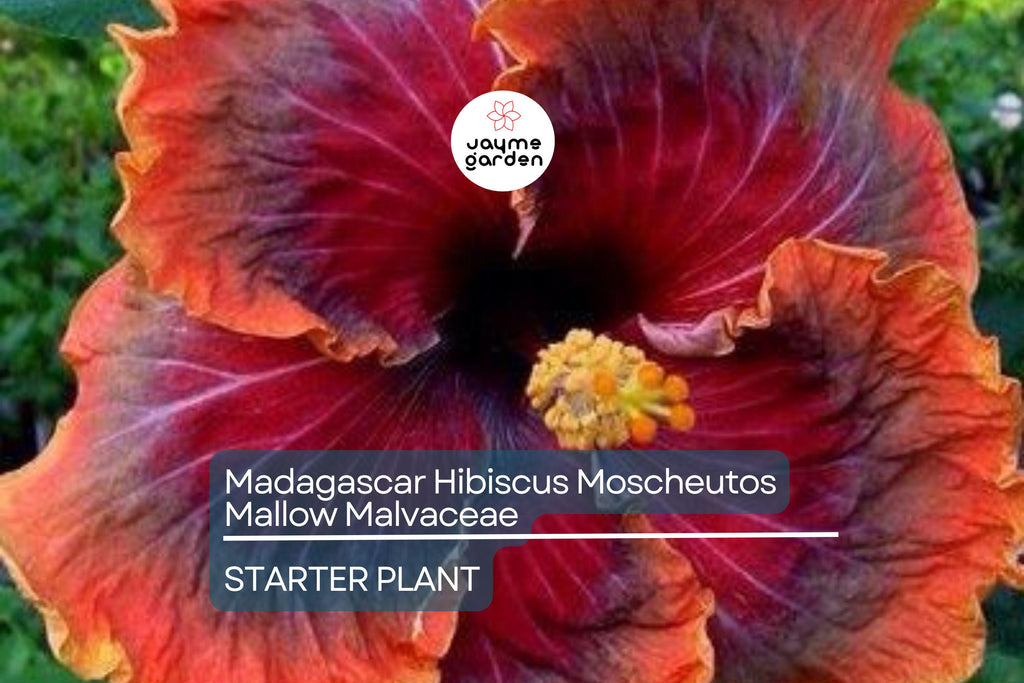 Madagascar Hibiscus Hibiscus Moscheutos Live Starter Plant 3–5 Inches, Mallow Malvaceae – Free US Shipping