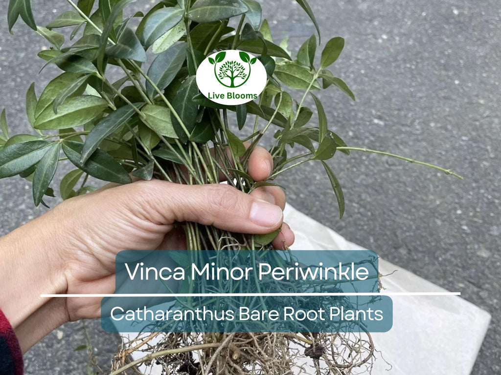 10 Vinca Minor Periwinkle Plants - Bareroot Evergreen Ground Cover - Hardy Trailing Perennial - Catharanthus minor / Creeping Myrtle