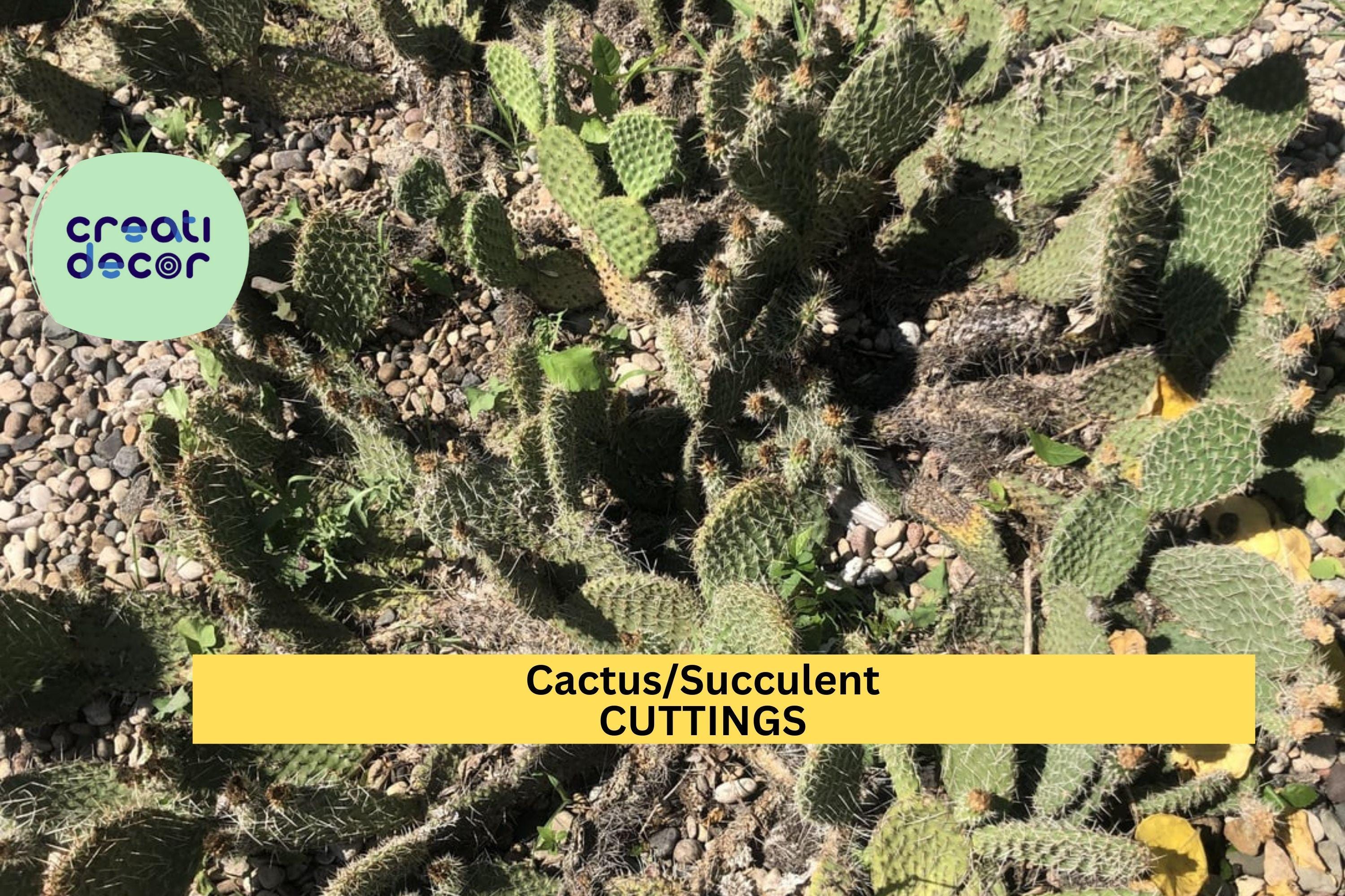 1 Assorted Succulent or Cactus Cutting | Unrooted Starter | Easy to Propagate | Indoor or Outdoor Plant | Variety May Vary