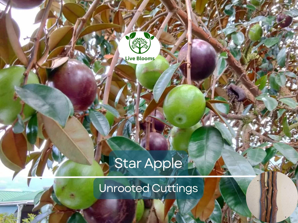 4 Star Apple Cutting 5-6" Unrooted for Grafting – Tropical Fruit Tree (Annona sp.) – Exotic Fruit, Propagation, Apple, Tropical Gardening