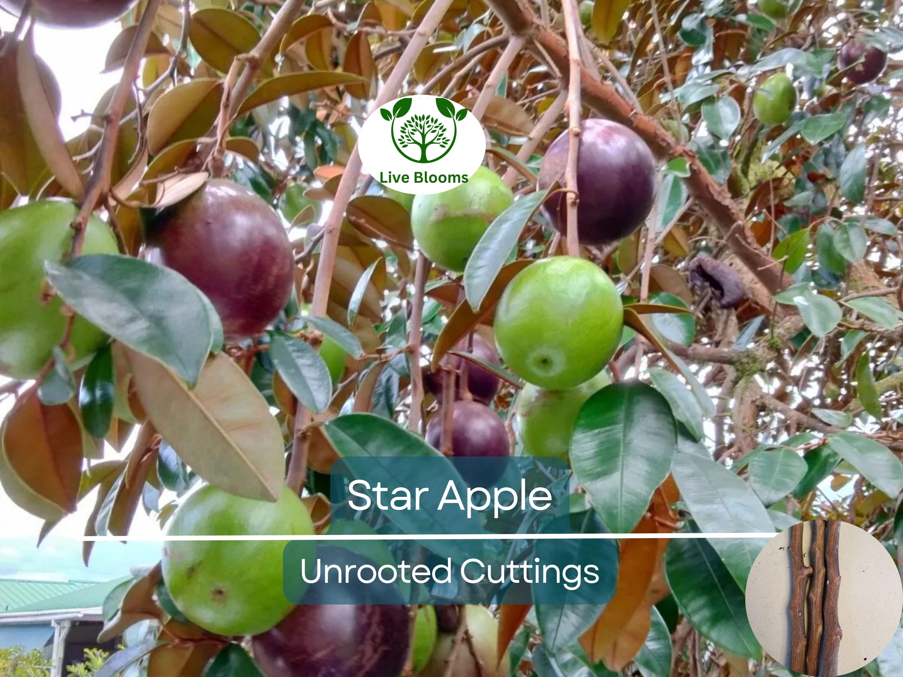 4 Star Apple Cutting 5-6" Unrooted for Grafting – Tropical Fruit Tree (Annona sp.) – Exotic Fruit, Propagation, Apple, Tropical Gardening