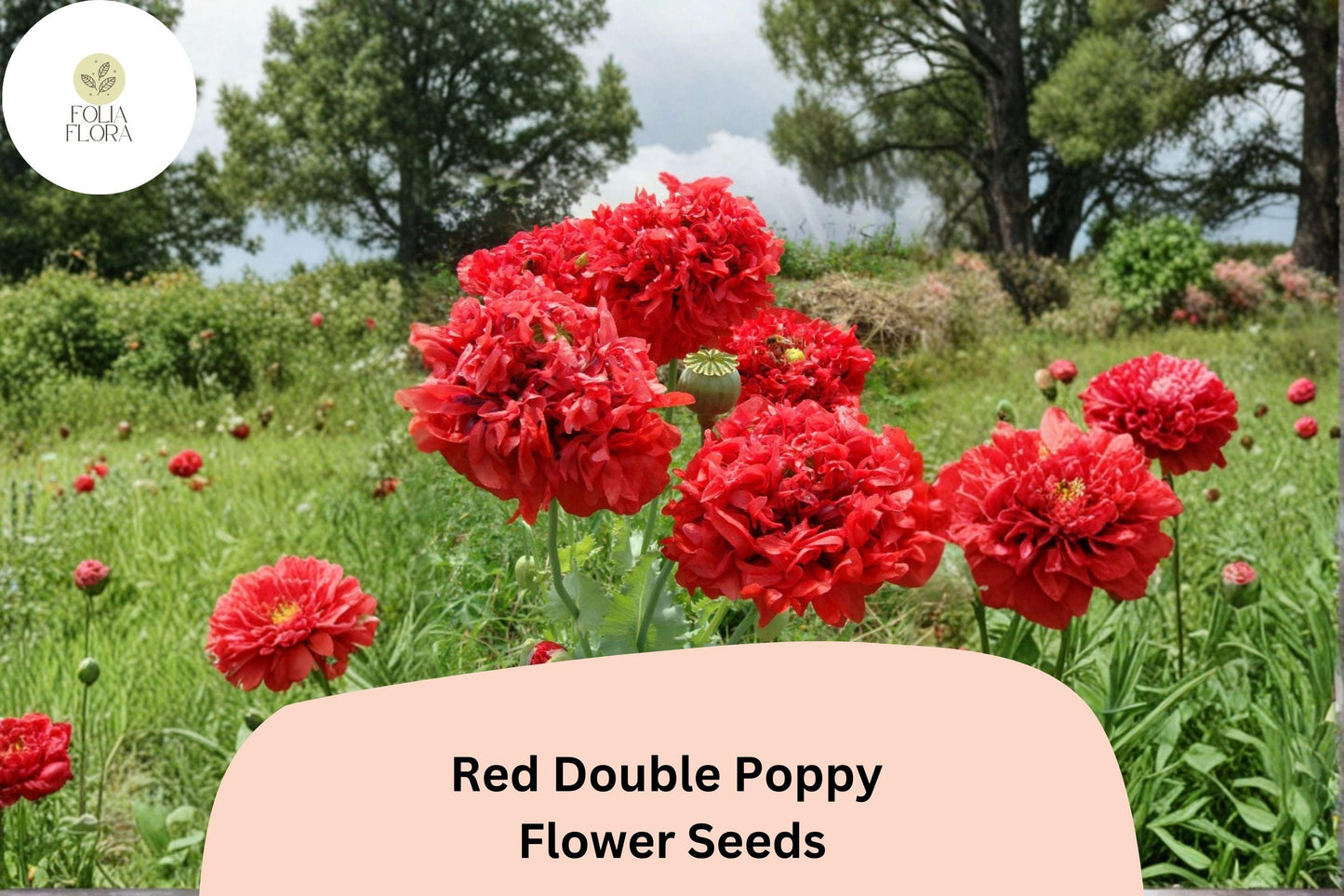 200+ Red Double Poppy Seeds for Garden Planting – Bold Red, Double Blooms, Easy to Grow Perennial Wildflower
