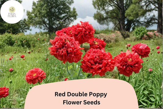 200+ Red Double Poppy Seeds for Garden Planting – Bold Red, Double Blooms, Easy to Grow Perennial Wildflower