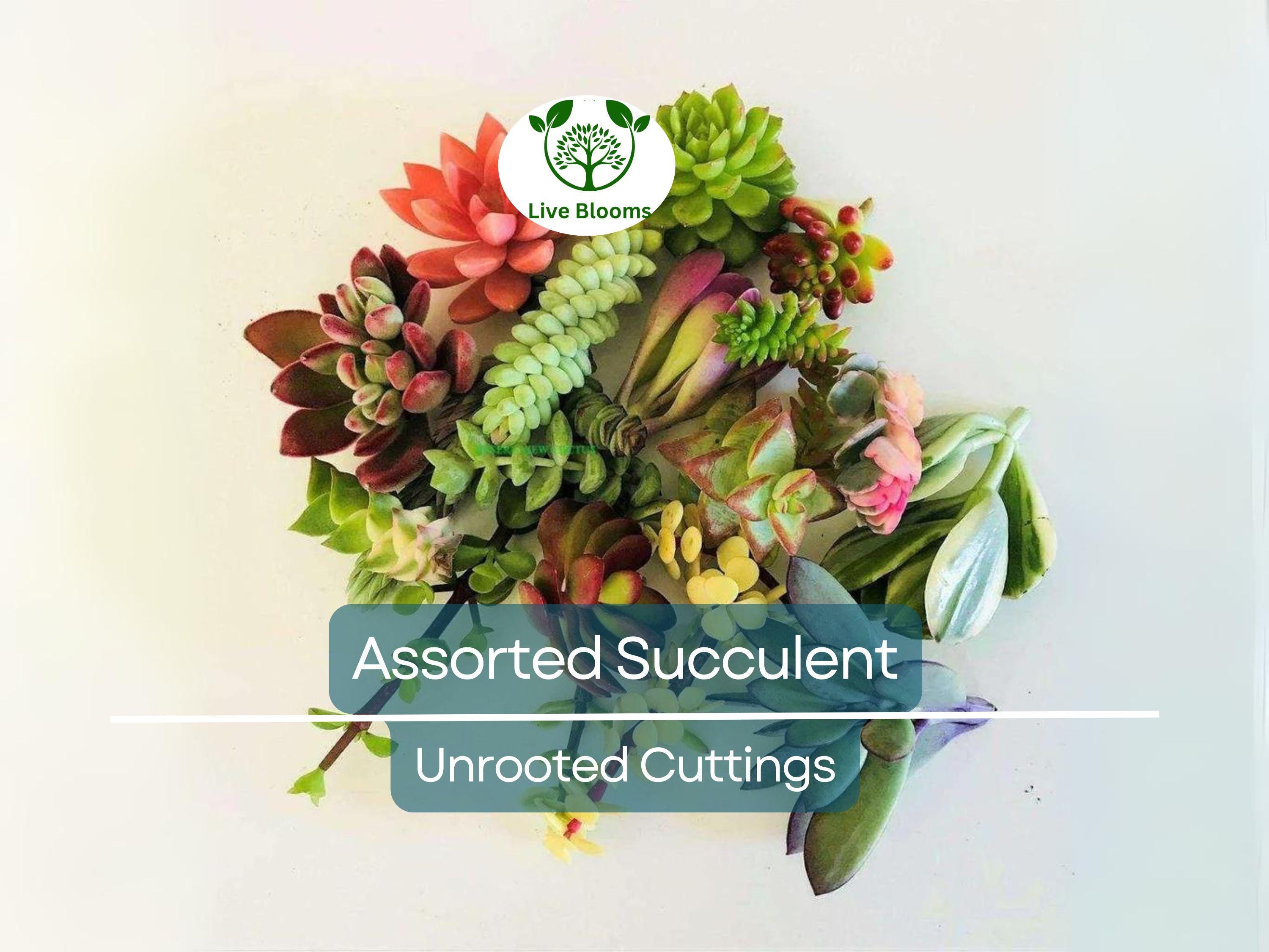 10 Assorted Succulent Cuttings for Terrariums Dish Gardens, Mini Fairy Garden Plants, Varieties Including Echeveria, Crassula, Sedum & More