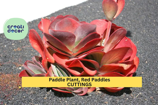 3 Rooted Paddle Plant Cuttings | Red Paddles Succulent | Kalanchoe Thyrsiflora/Luciae | Easy Grow Houseplant or Garden Accent