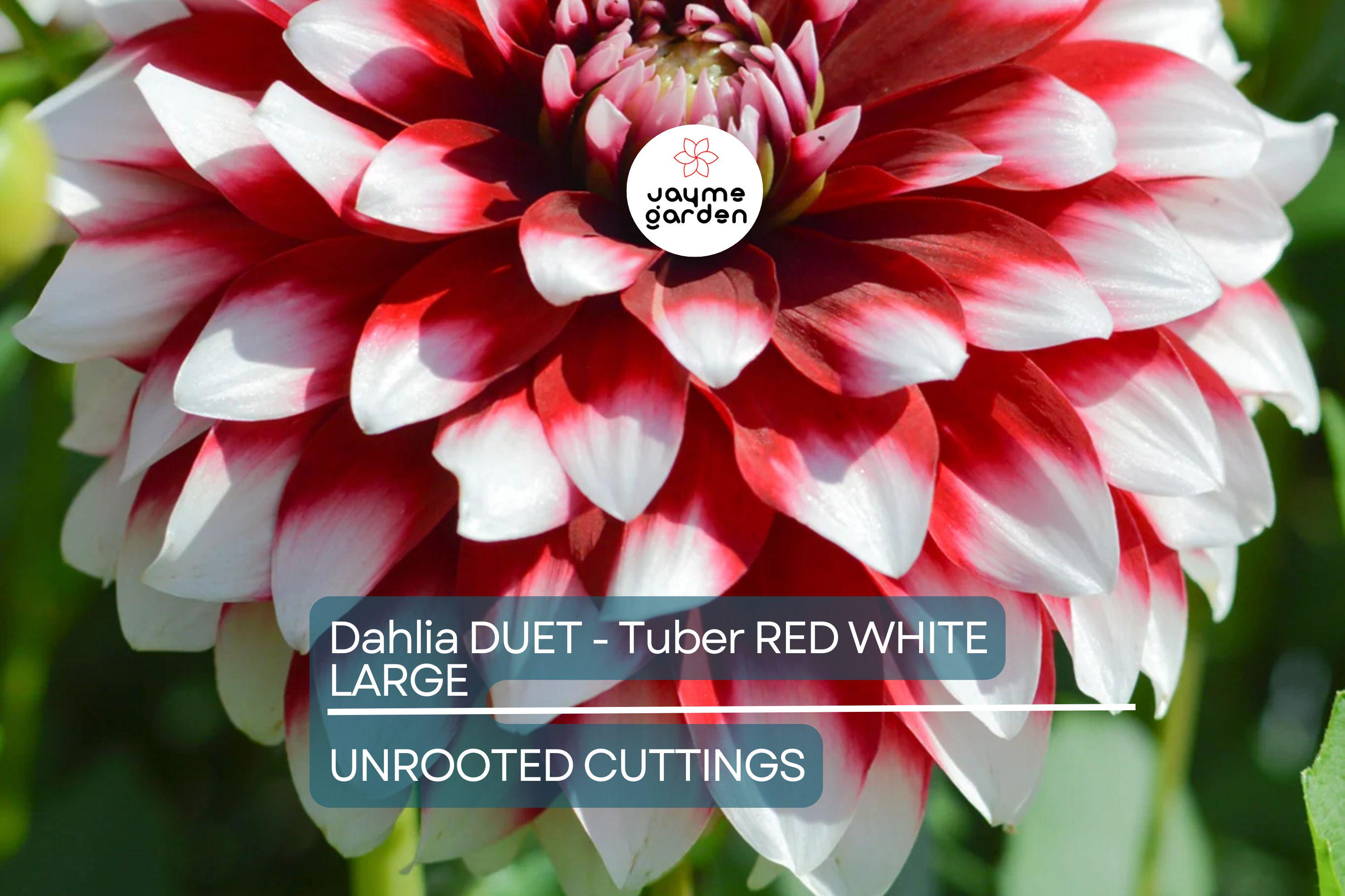 Dahlia Duet Tuber - Red & White Large Blooms, Perfect for Borders and Bouquets, USDA Zones 3-10