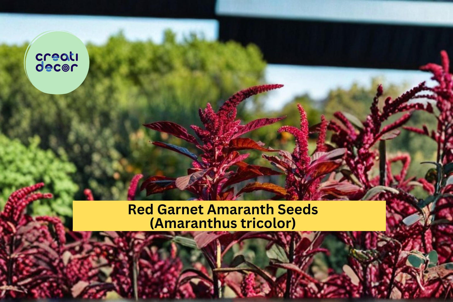 Red Garnet Amaranth Seeds Amaranthus tricolor 100 Count Colorful Ornamental Foliage Garden Plant Seeds