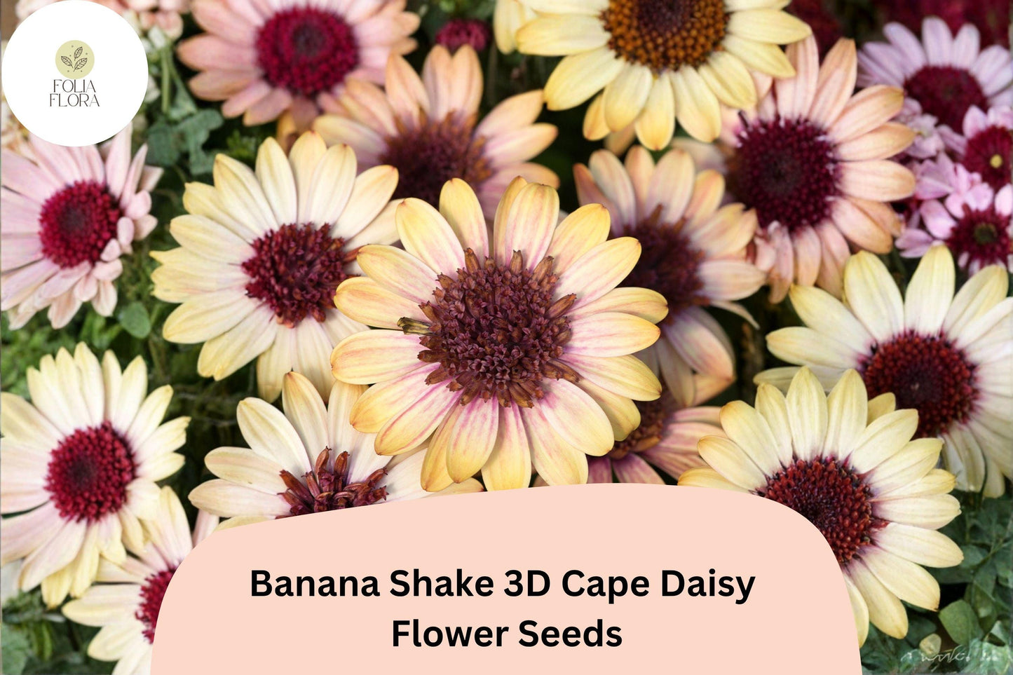 50+ Banana Shake 3D Cape Daisy Seeds | Osteospermum ecklonis | Yellow White Blooms for Pots & Garden Borders