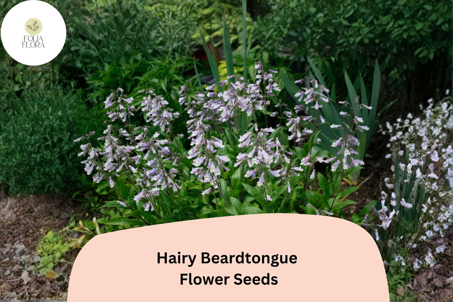 Hairy Beardtongue Seeds – 100 Penstemon hirsutus | Perennial Garden Plant for Pollinator & Meadow Gardens