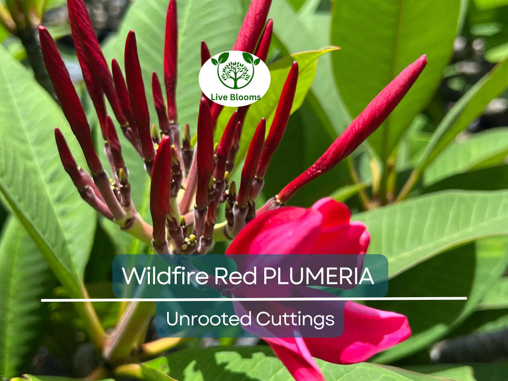 2 Plumeria Wildfire Red Cuttings - Rare Unrooted, 9-12 inches Tall, Fragrant Flowering Plant, Tropical, Frangipani, Live Plant Cuttings