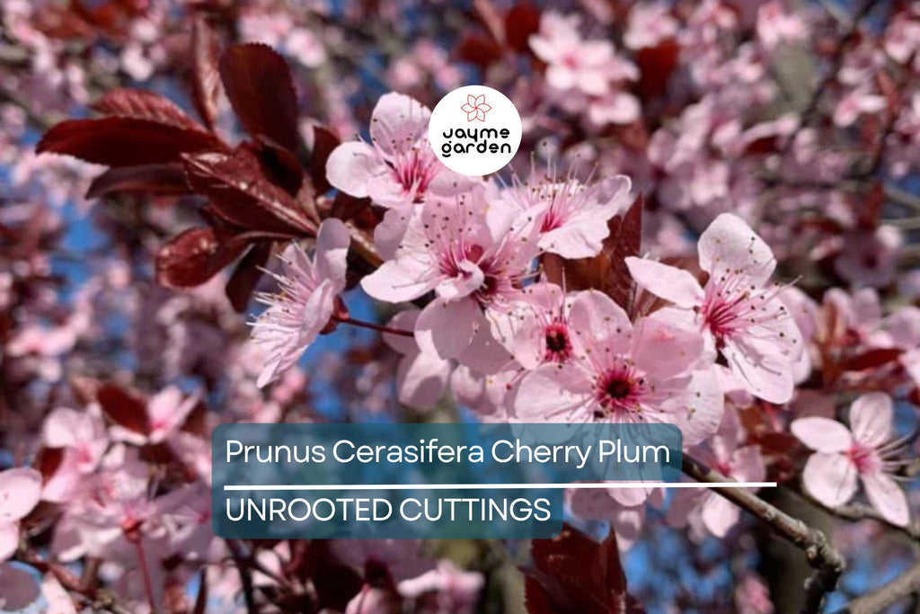 Prunus Cerasifera Cherry Plum Cuttings, 3 Unrooted 6” Plants, Dark Purple Foliage, Pink Flowers, Edible Fruit, USDA Zones 5-8