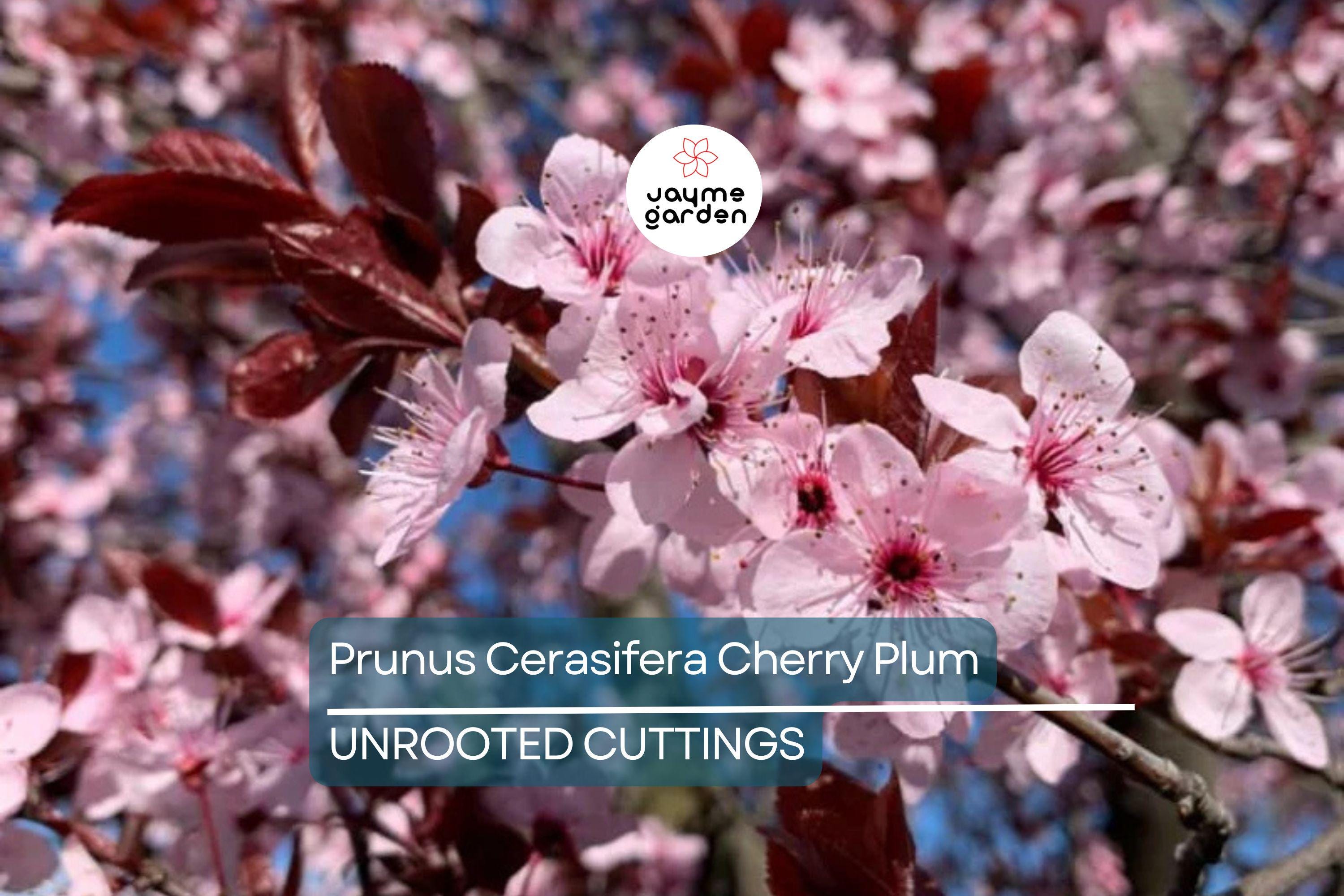 Prunus Cerasifera Cherry Plum Cuttings, 3 Unrooted 6” Plants, Dark Purple Foliage, Pink Flowers, Edible Fruit, USDA Zones 5-8