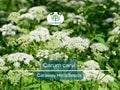 300 Caraway Seeds for Planting - Carum carvi - Fresh Herb for Cooking, Baking, Garden Use, Easy to Grow, Organic Seeds