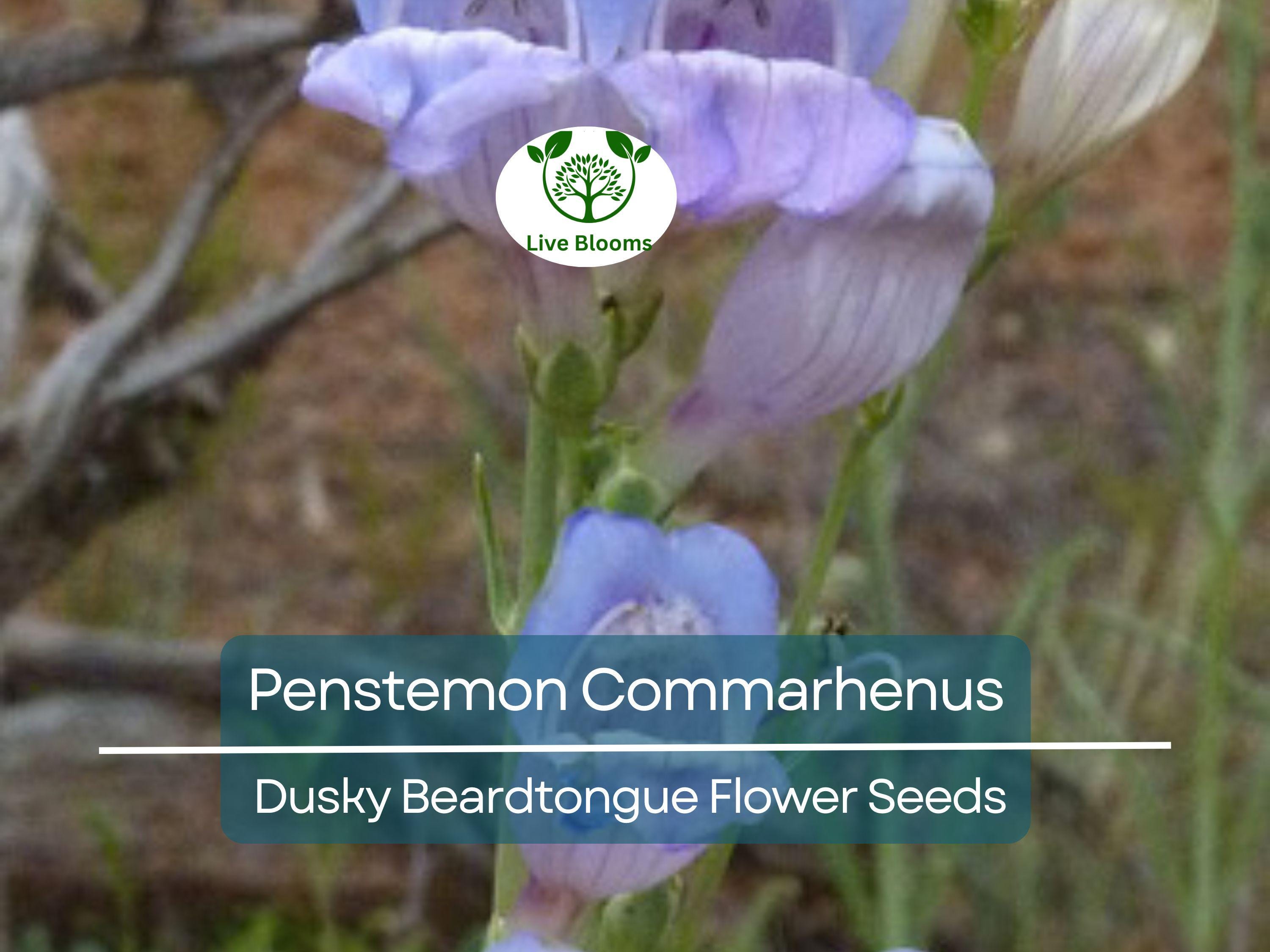 100 mg Seeds Penstemon Commarhenus (Dusky Beardtongue) for Planting | Native Perennial Wildflower for Pollinator Gardens & Meadows
