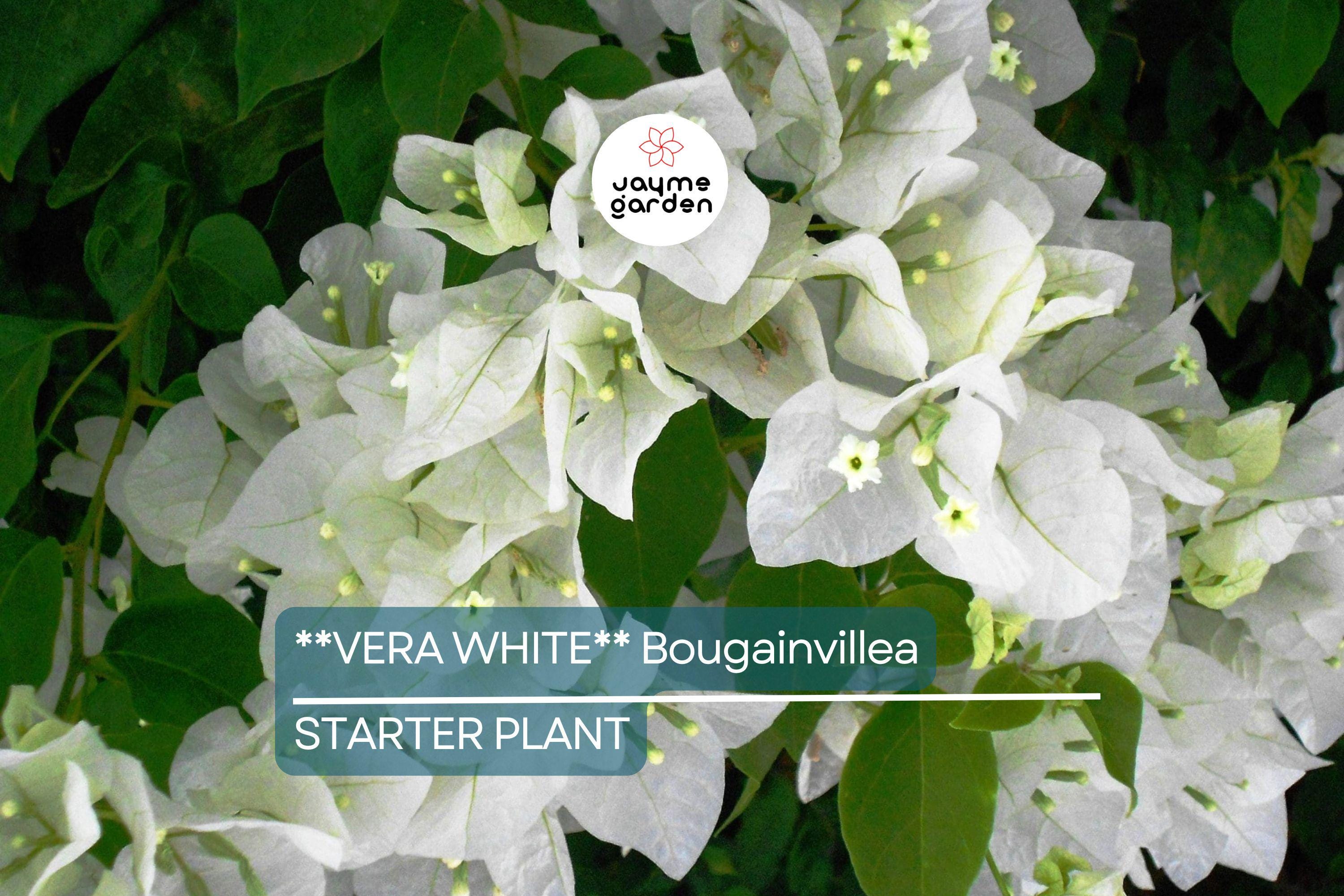 Vera White Bougainvillea Starter Plant | Well-Rooted Plug | Evergreen Vine or Shrub | Live Plant | USDA Zones 7+ | USA Seller