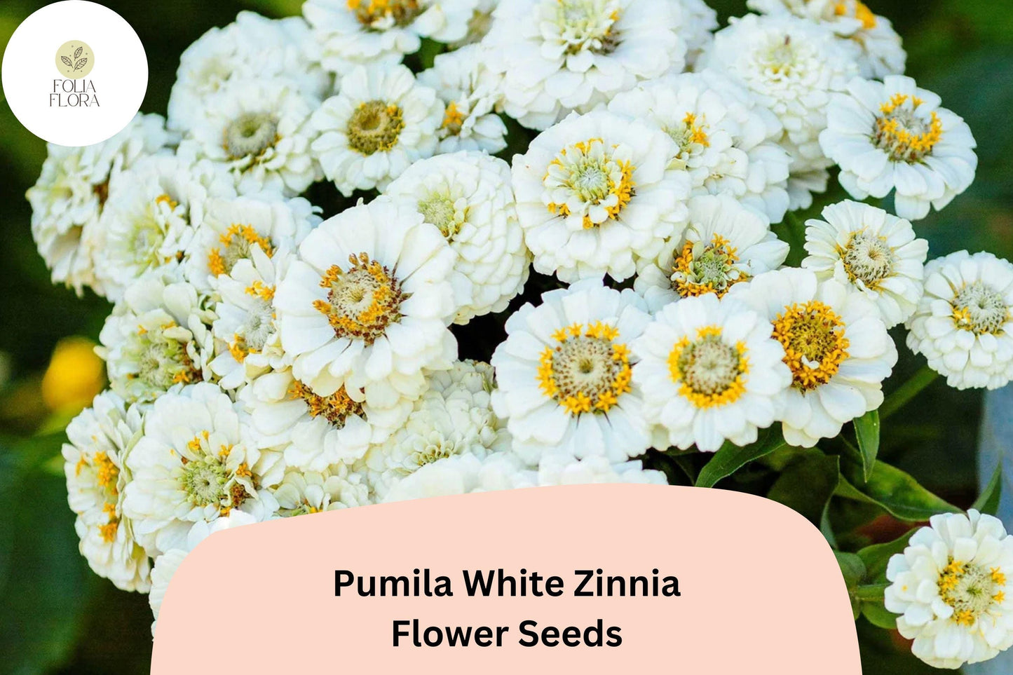 100+ Pumila White Zinnia Seeds – Elegant Pure White Garden Flowers, Easy to Grow Annuals