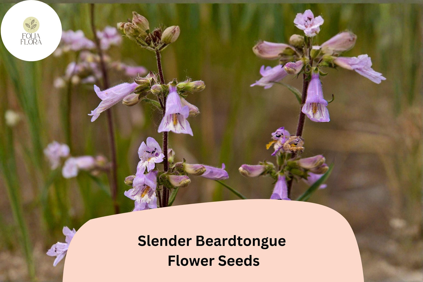 Slender Beardtongue Seeds – 100 Penstemon gracilis | Perennial Garden Plant for Pollinator & Prairie Gardens