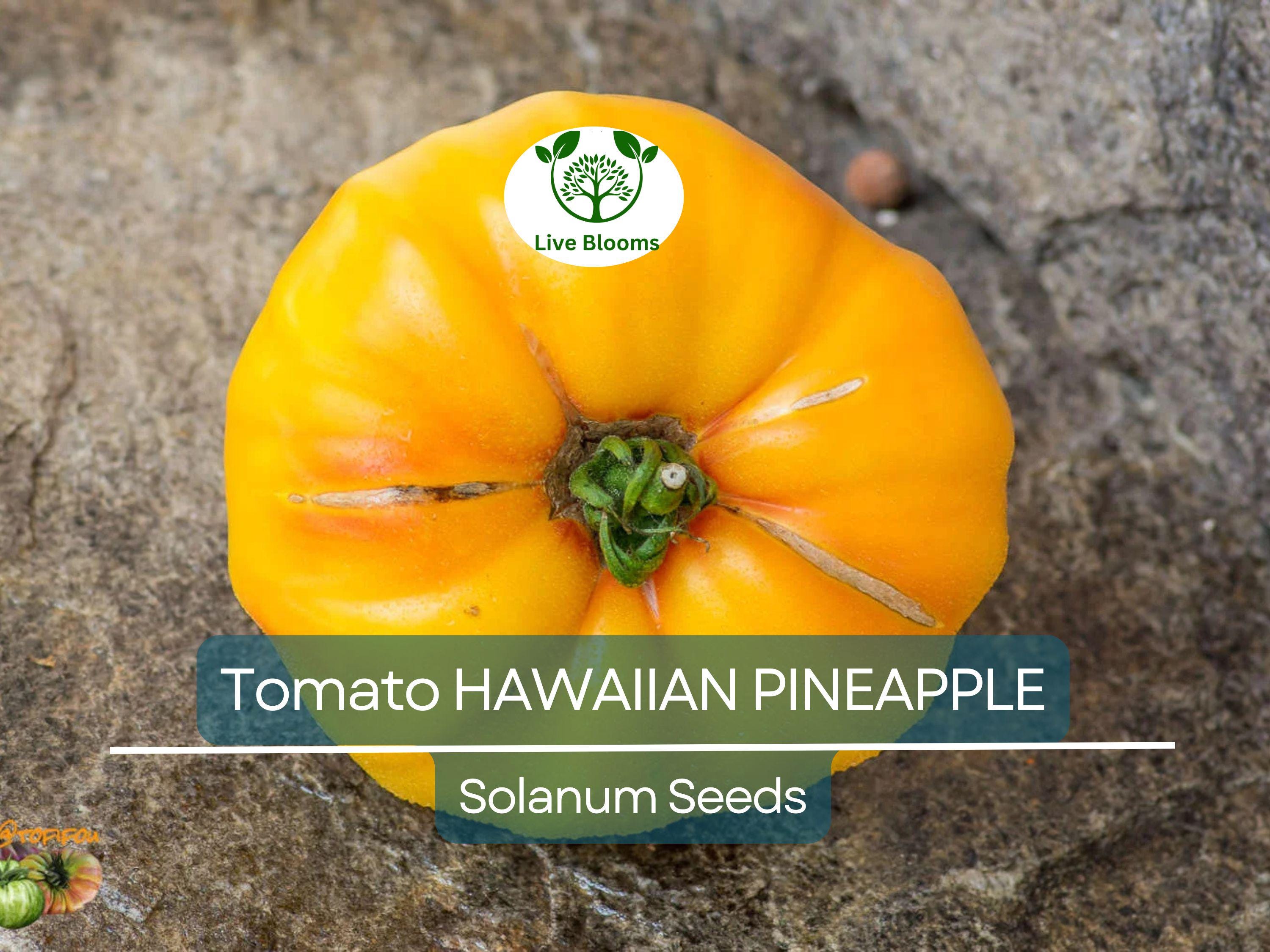 30 Hawaiian Pineapple Tomato Seeds – Heirloom Beefsteak | Lycopersicon esculentum | Indeterminate | Non-GMO Sweet Bicolor Fruit