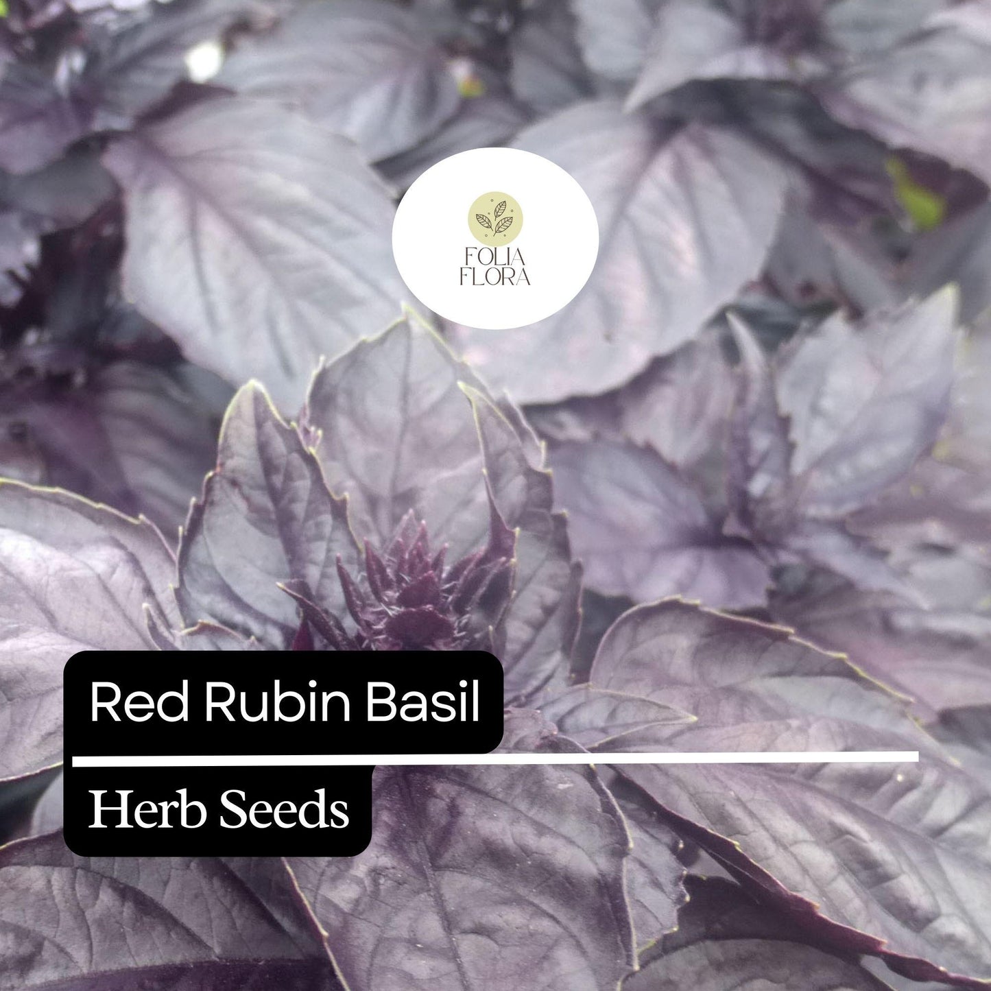 200 Red Rubin Basil Seeds – Heirloom, Deep Purple Leaves, Aromatic & Flavorful, Non-GMO, Easy to Grow