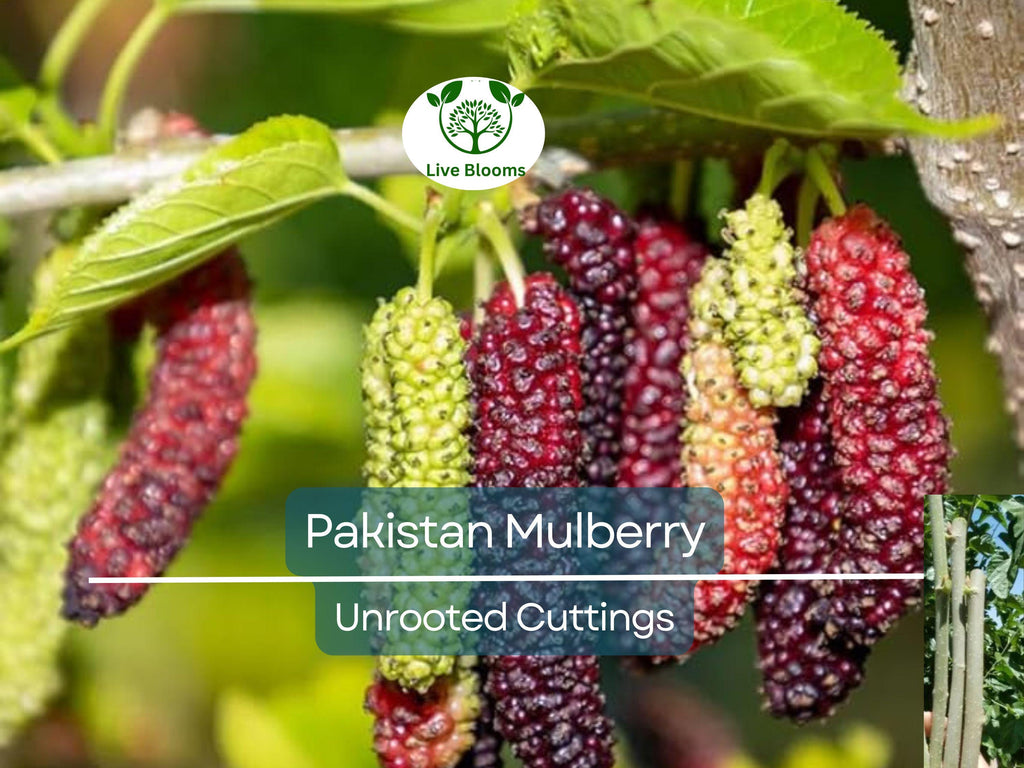 10pcs Pakistan Mulberry Organic Unrooted Cuttings - Morus Nigra, Perfect for Rooting or Grafting, Fruit Tree Cuttings, Hardy & Productive